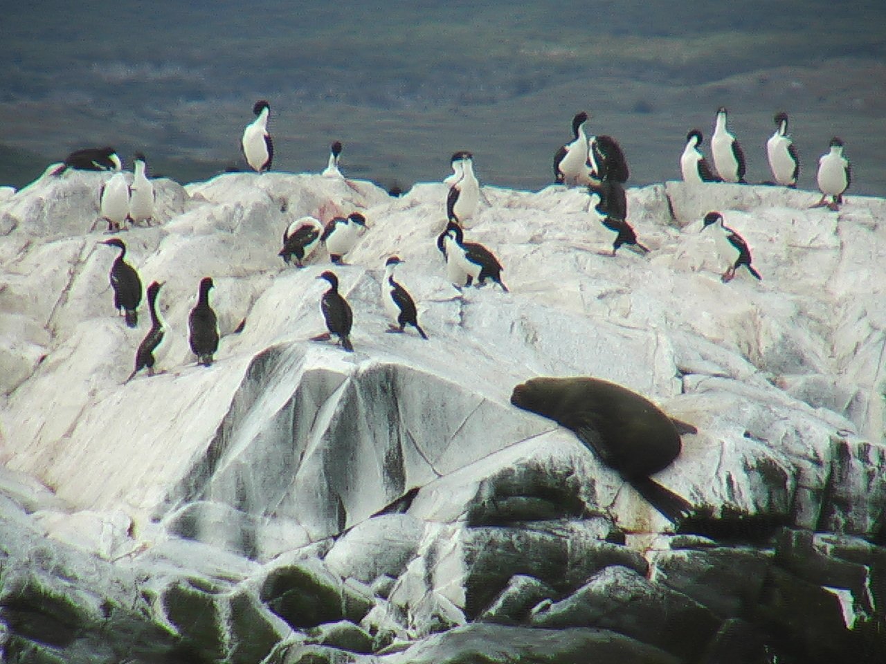 bird Animal imperial shag Image