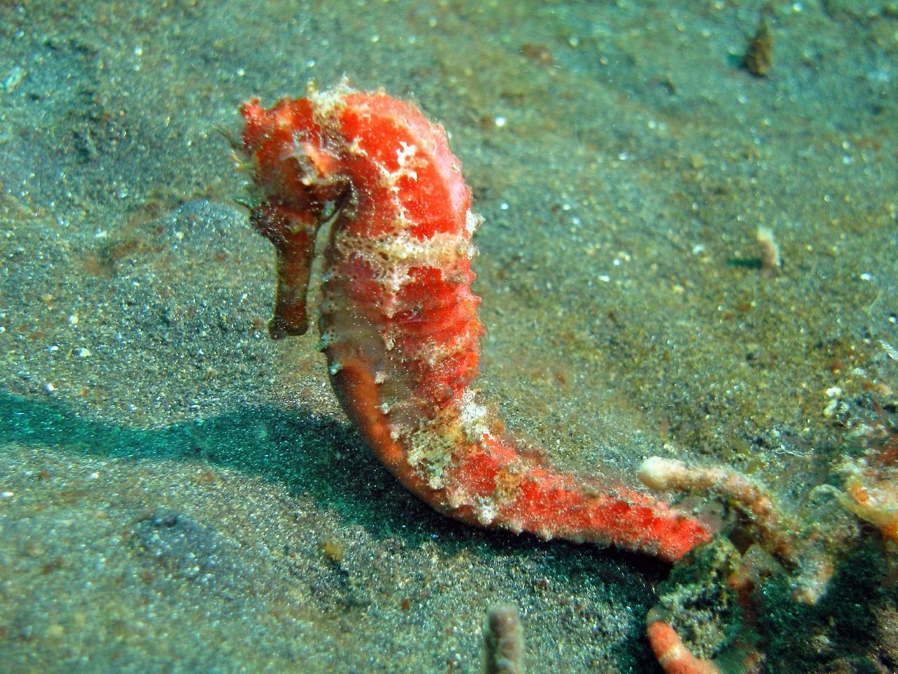 Animal seahorse Image