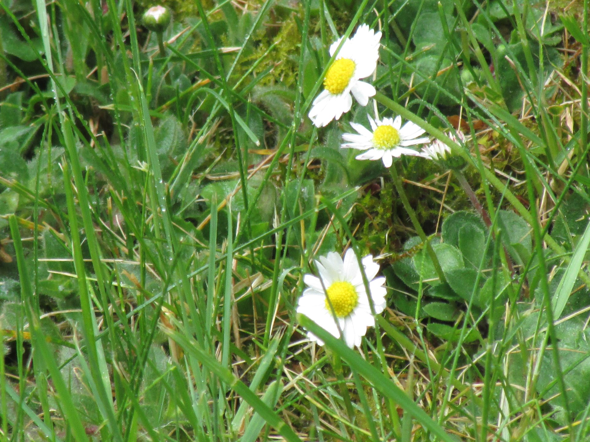 Close-up of white daisies with yellow centers growing among green grass and natural foliage.