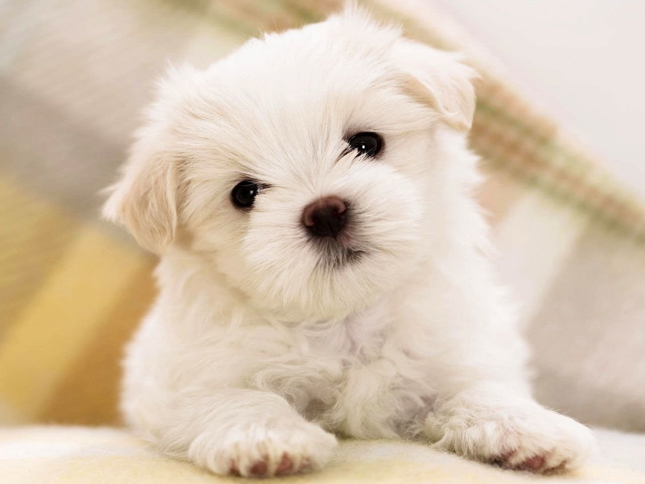 dog Animal maltese Image
