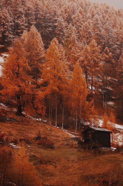 cabin nature fall fall cabin Image