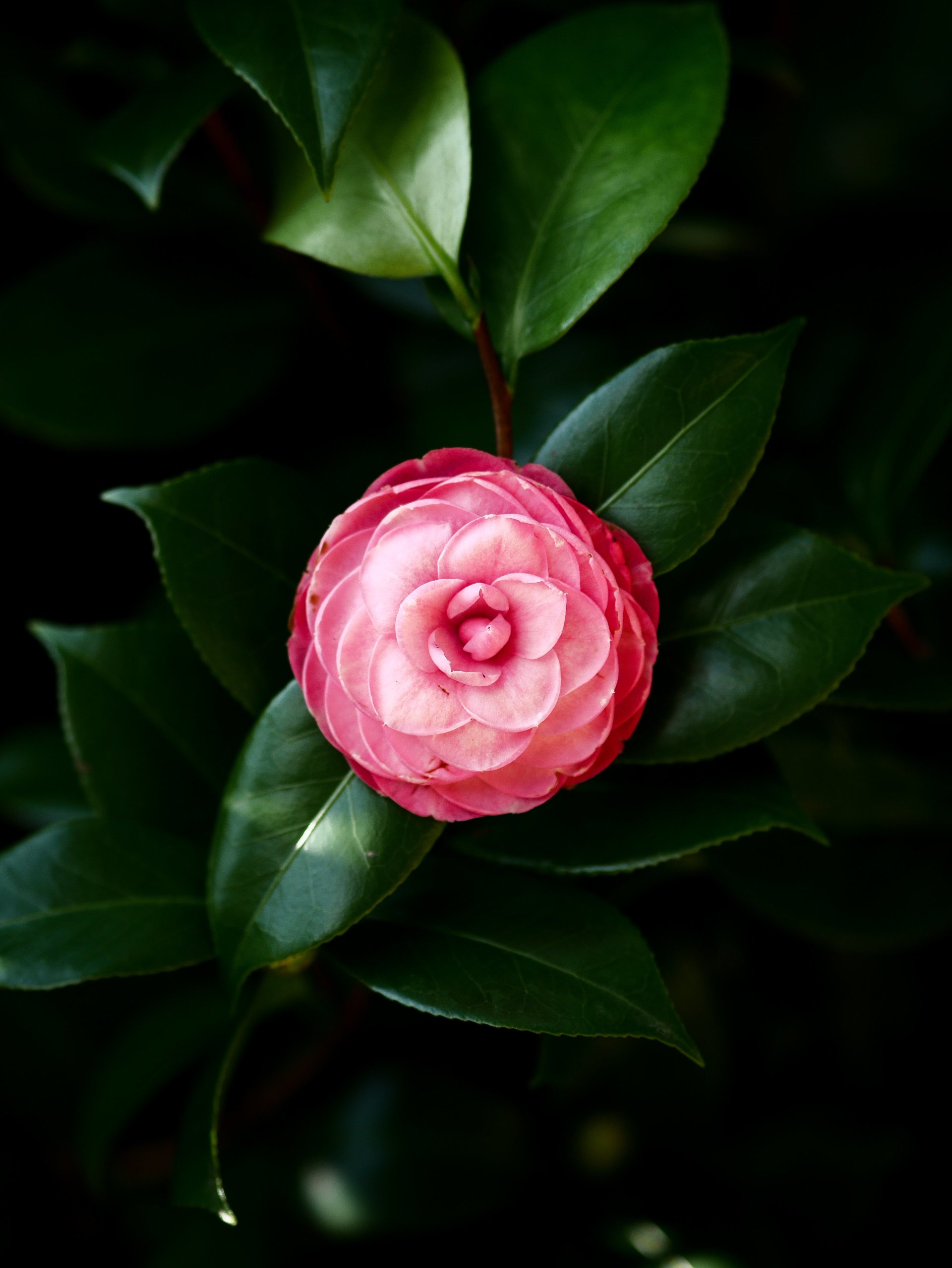 flower nature camellia Image