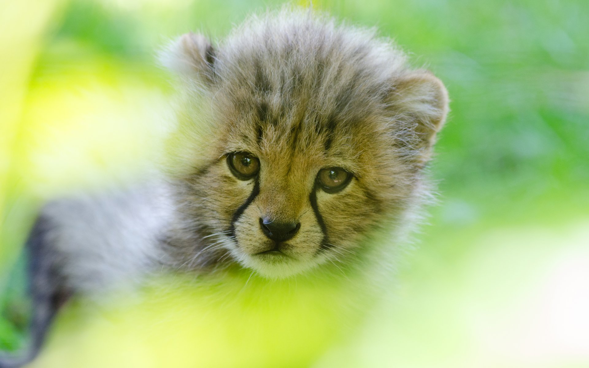 cub Animal cheetah Image