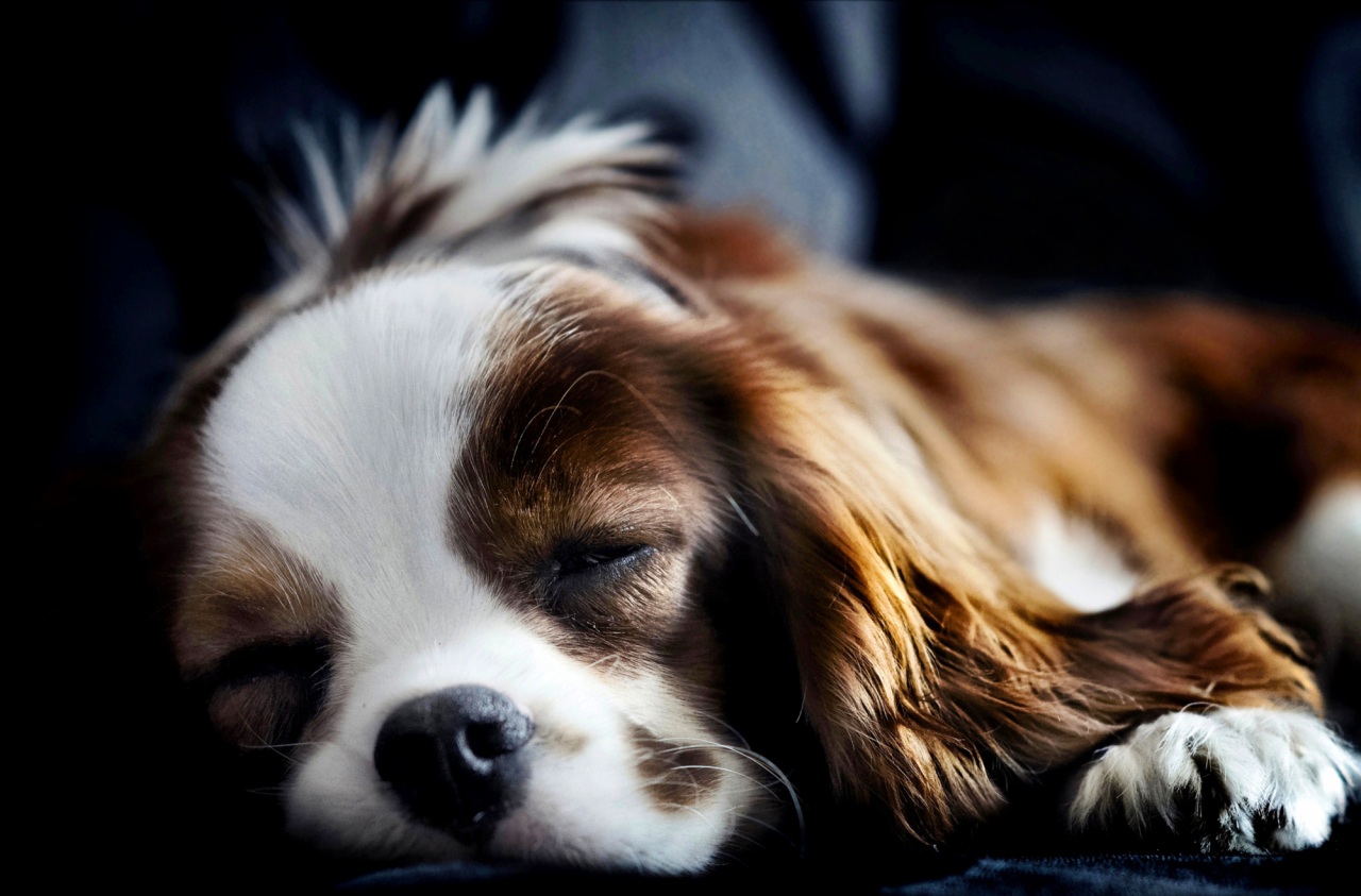 king charles spaniel Picture