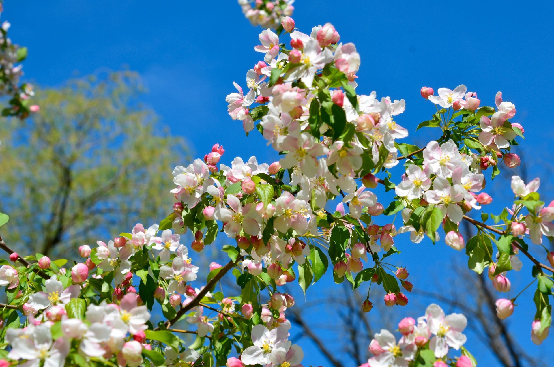 apple blossom spring branch nature blossom Image