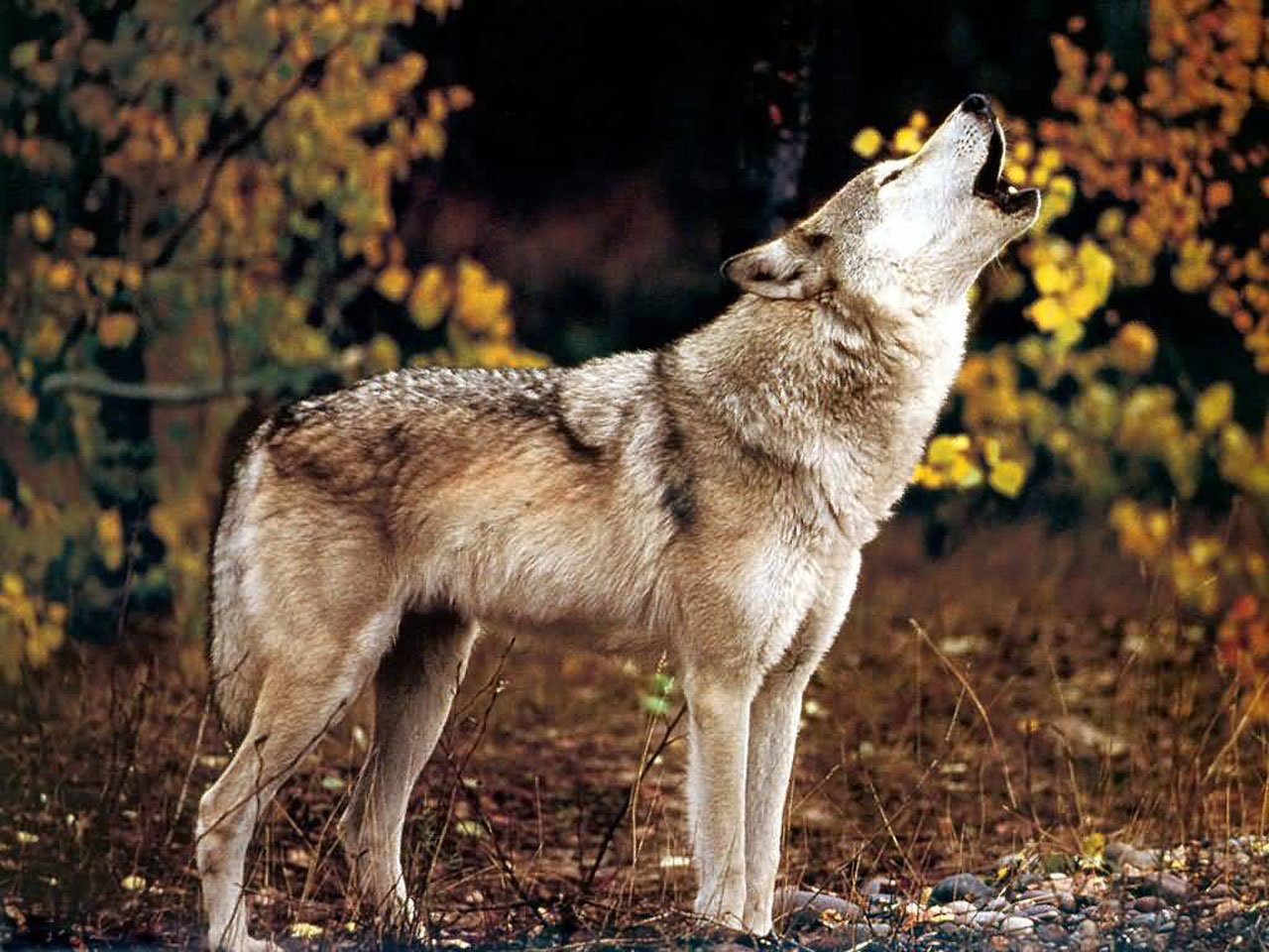 Animal Wolf Wolves Image. 
