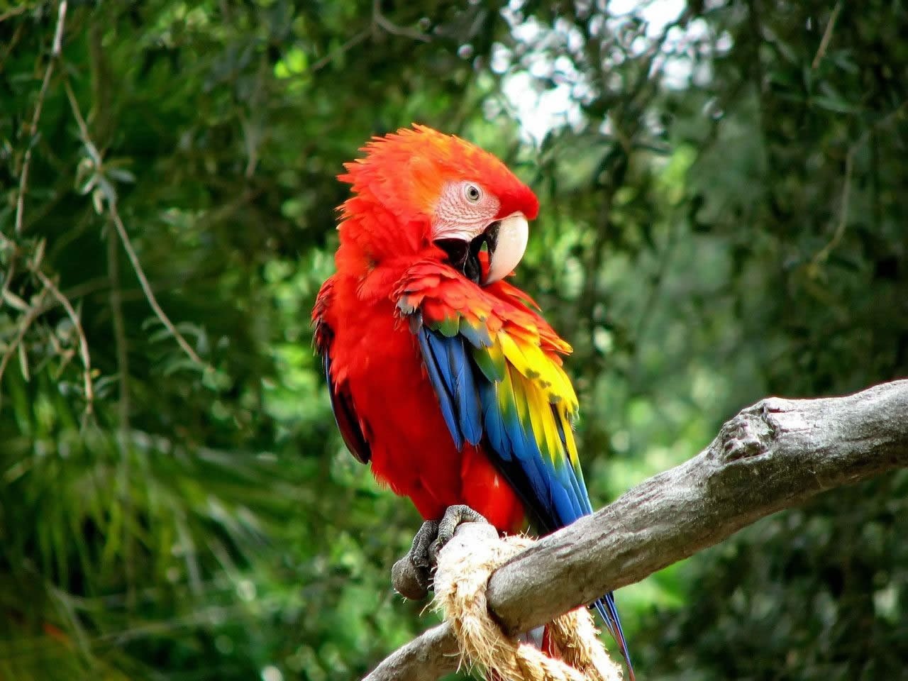 A vibrant scarlet macaw bird perched on a tree branch surrounded by lush green foliage.
