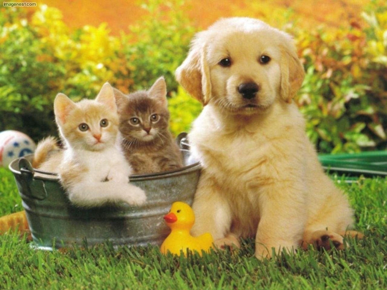 A playful golden retriever puppy sits beside two kittens in a metal bucket, all surrounded by vibrant green grass and a cheerful yellow rubber duck.
