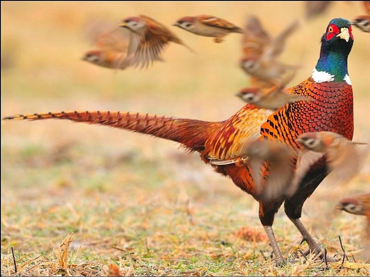 Animal pheasant Image