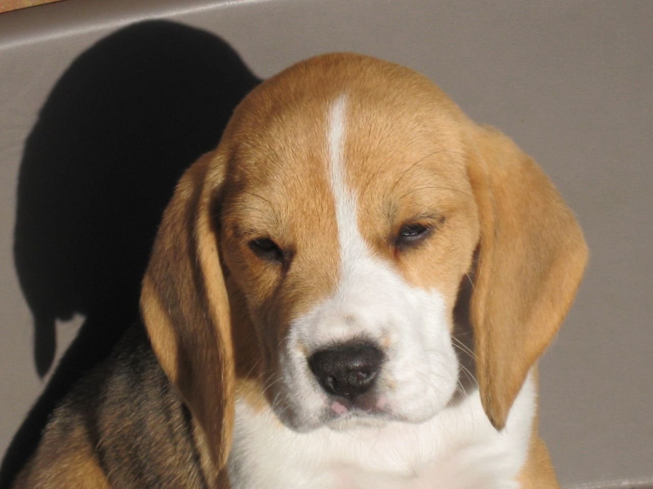 Close-up of a beagle puppy with a white and tan coat, casting a shadow on a neutral background.