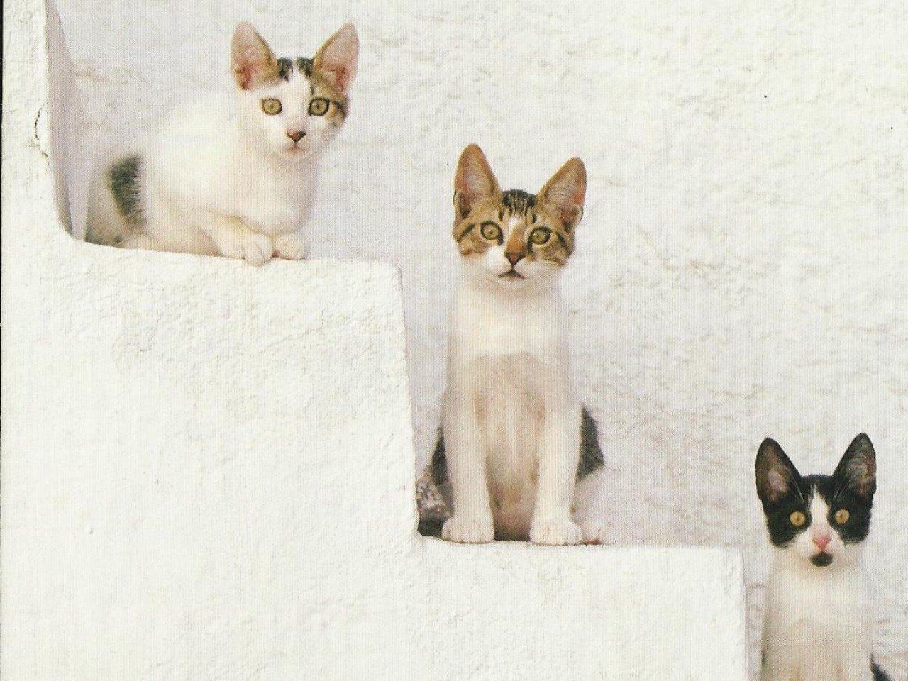 Three playful kittens sit on a white staircase, showcasing their distinct markings and curious expressions in a charming setting.