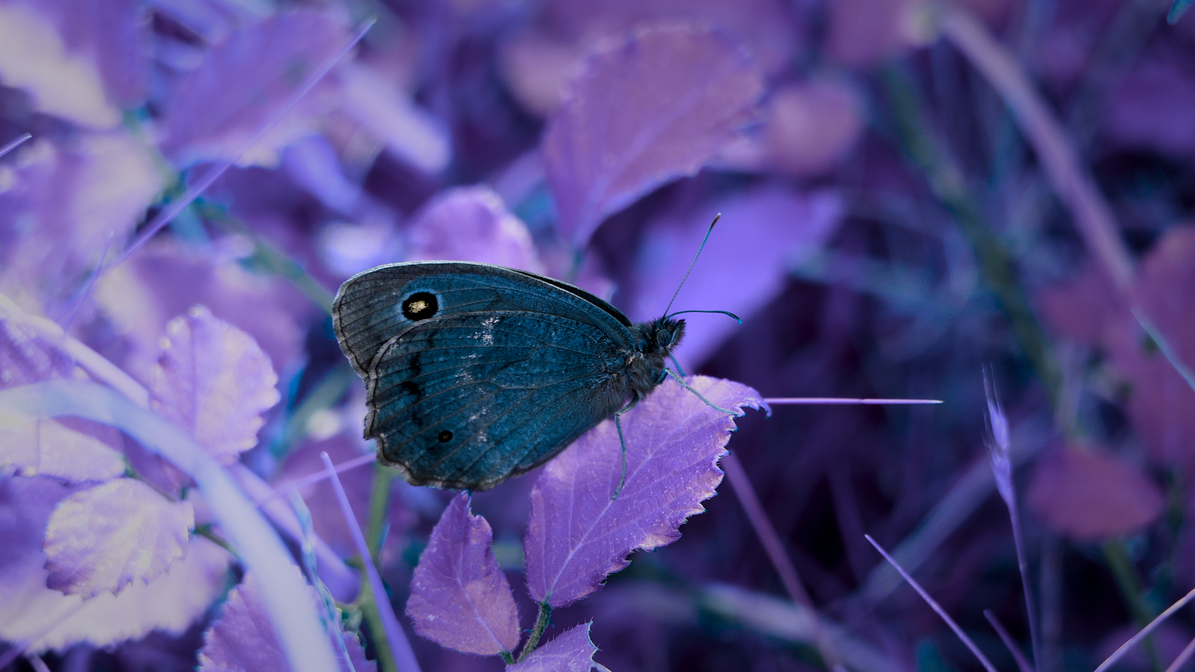 Colored butterfly on a leaf in the forest by xabi