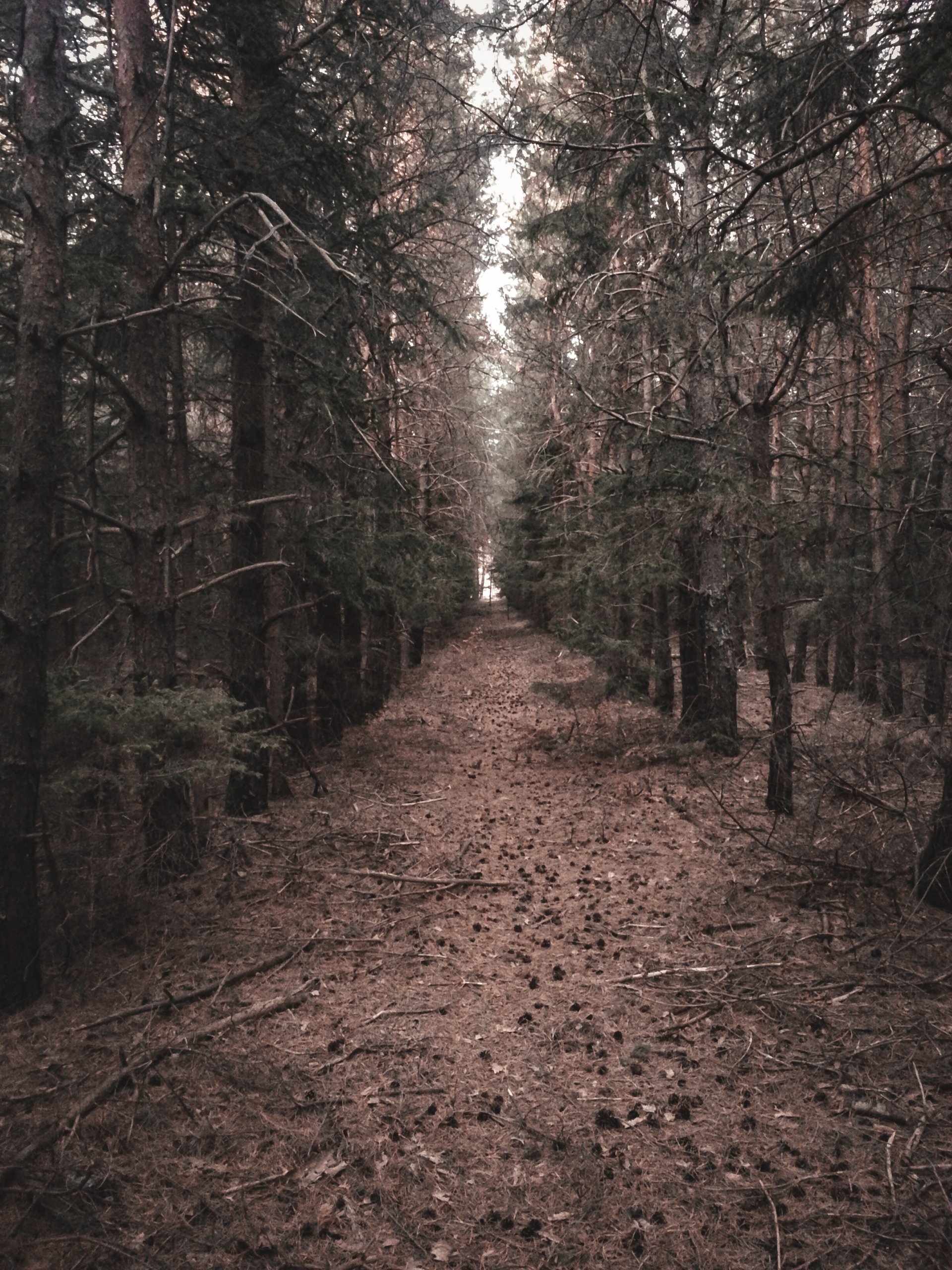  Walk in the forest