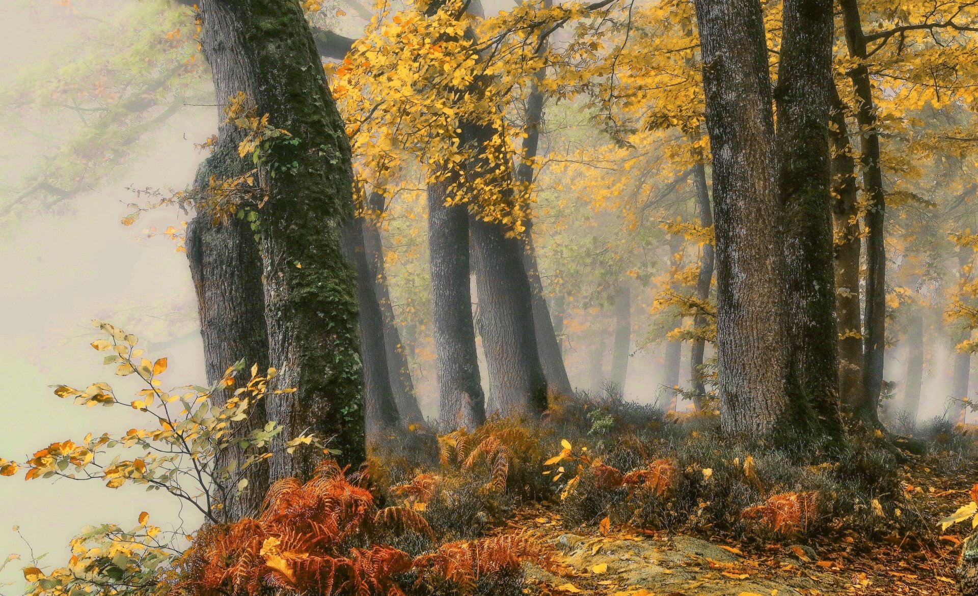 nature forest fall fall forest Image