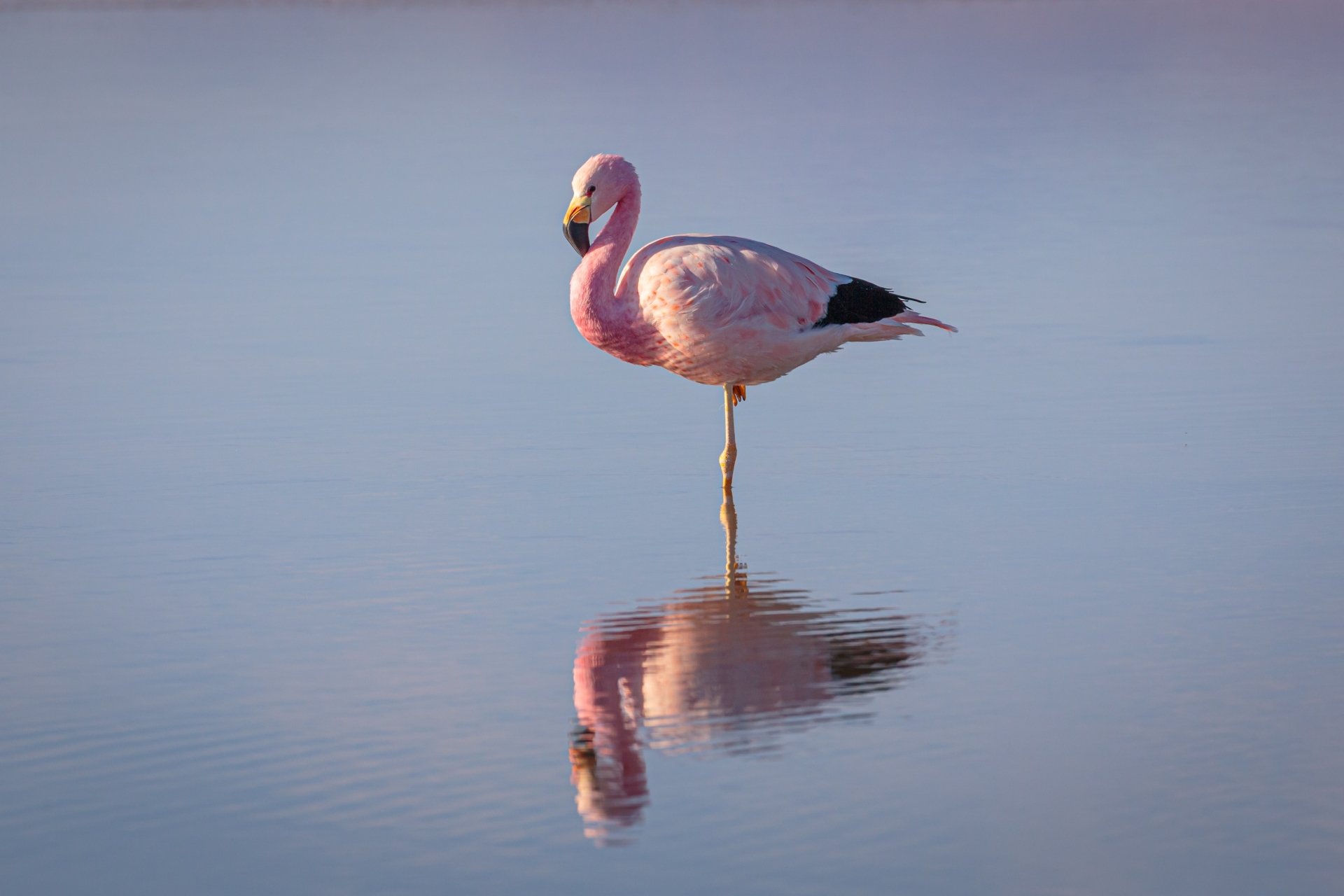 Animal flamingo Image