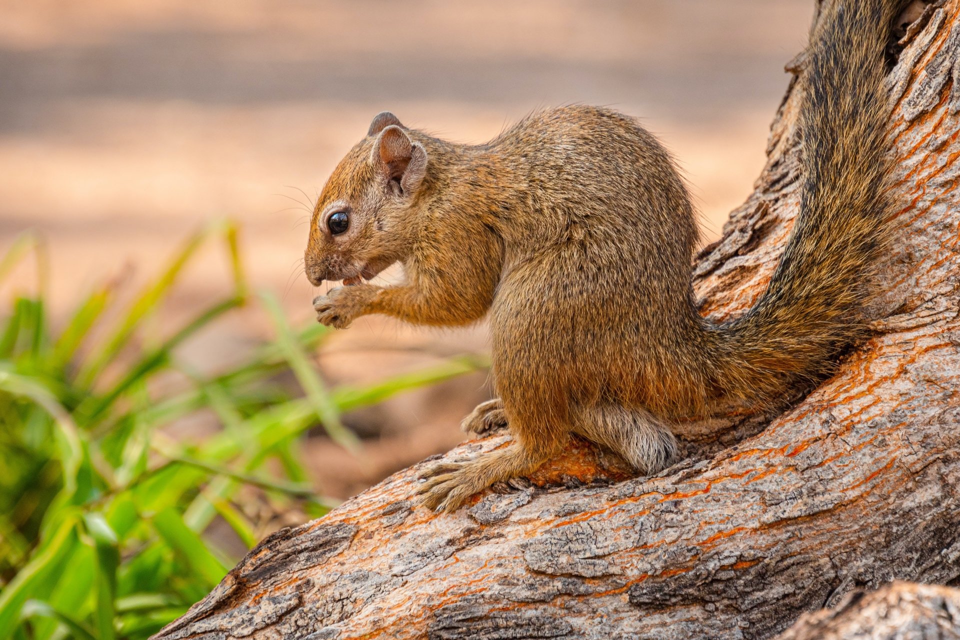 Animal squirrel Image