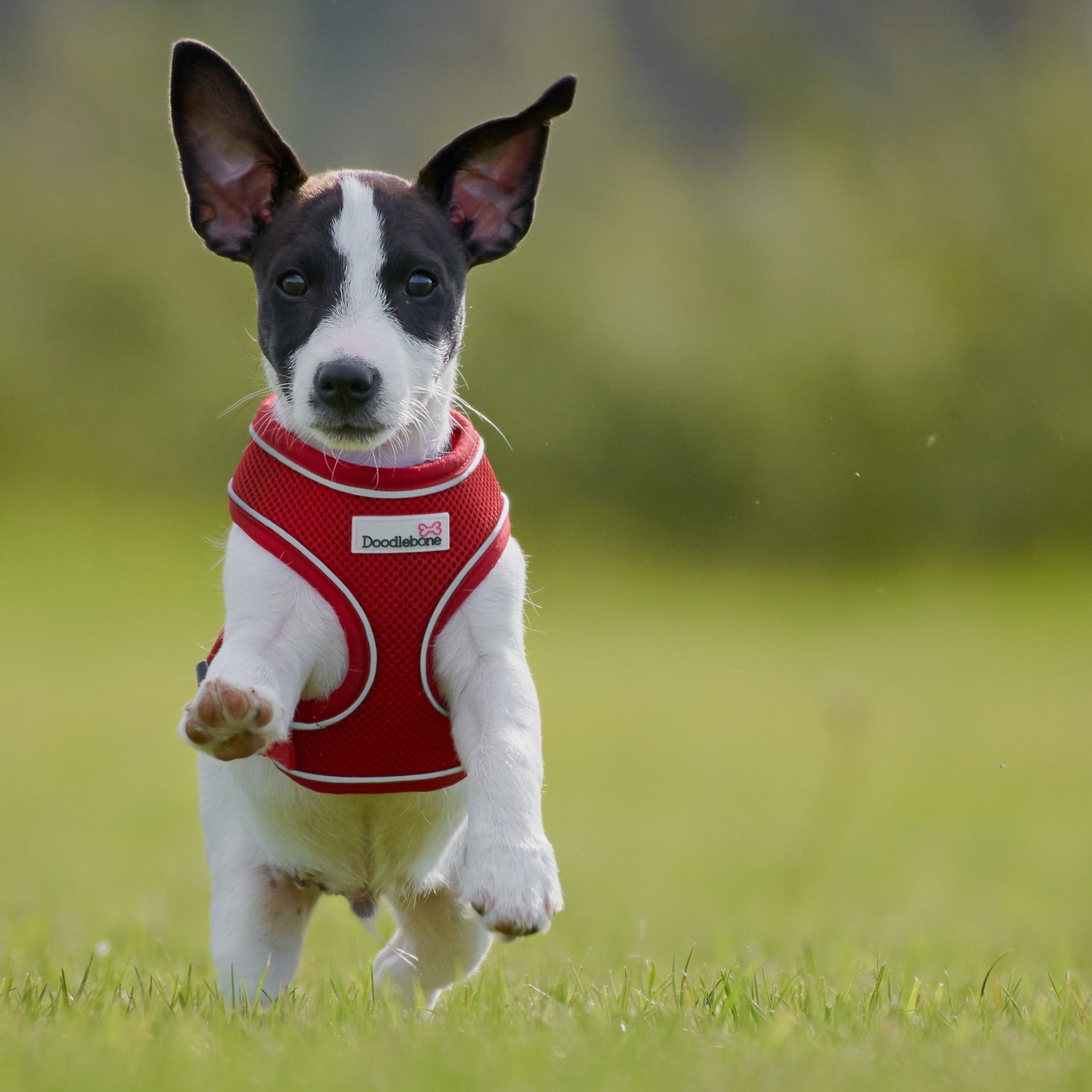 dog Animal jack russell terrier Image