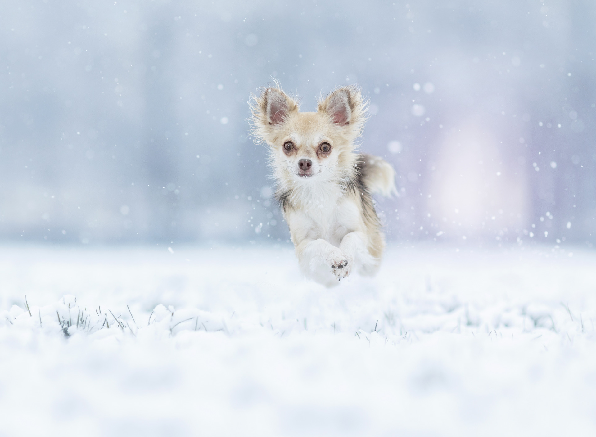 Chihuahua Running in Snowstorm