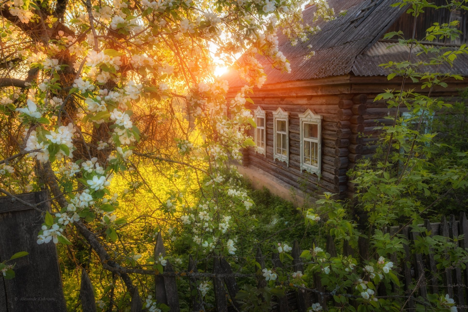 apple blossom spring fence tree house nature man made cabin Image