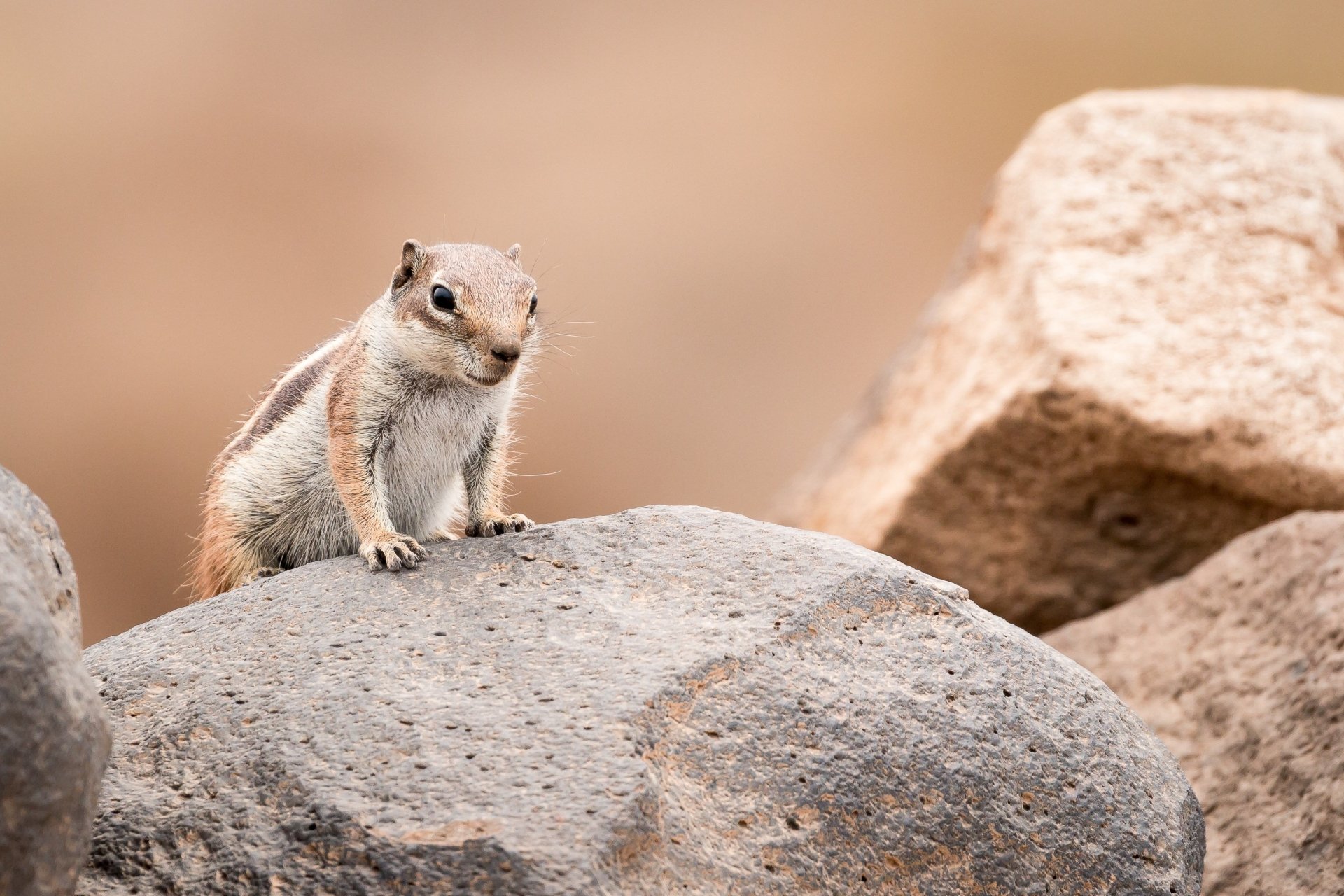 Animal chipmunk Image