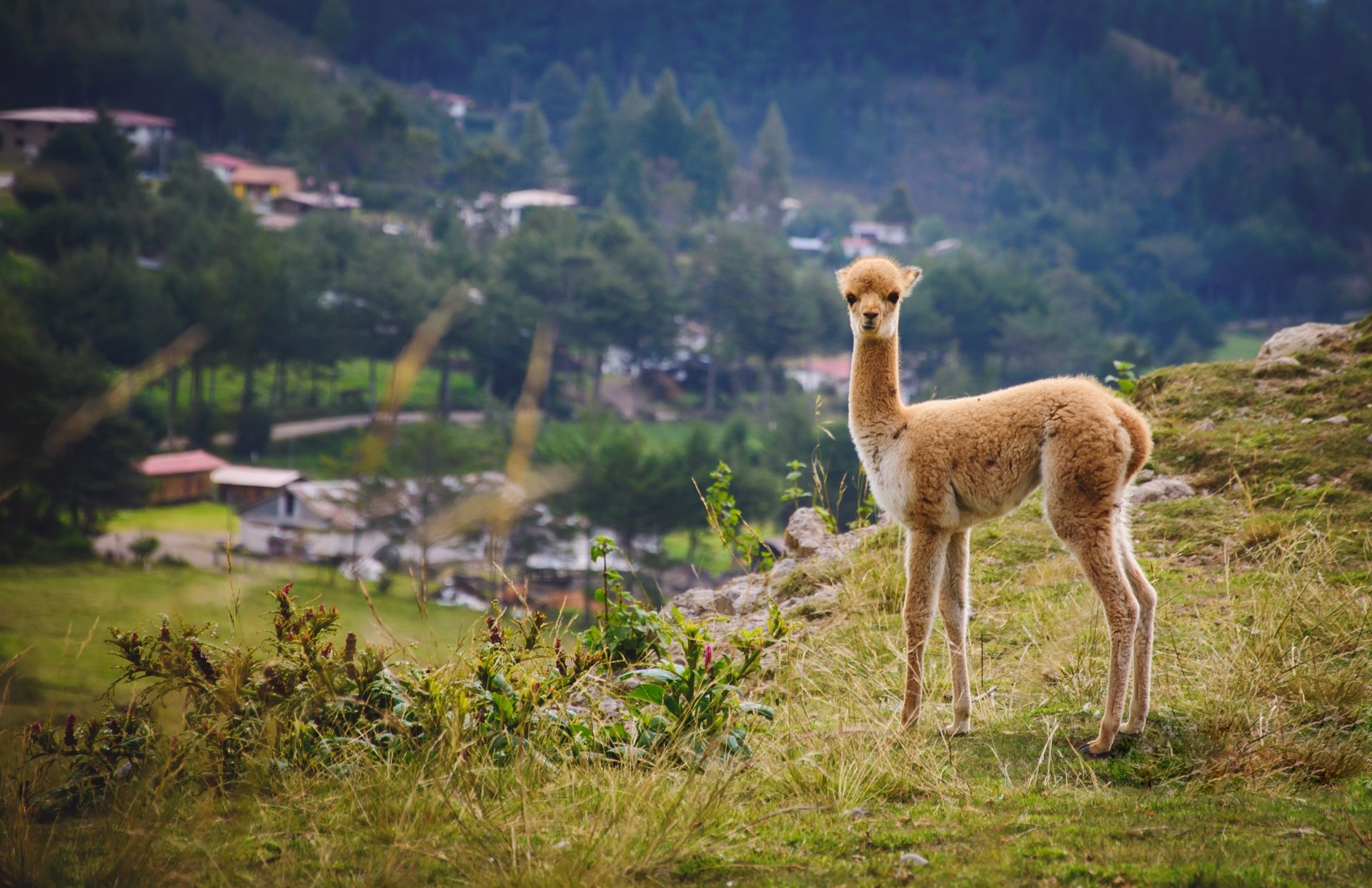 Vicuna Image - ID: 393448 - Image Abyss