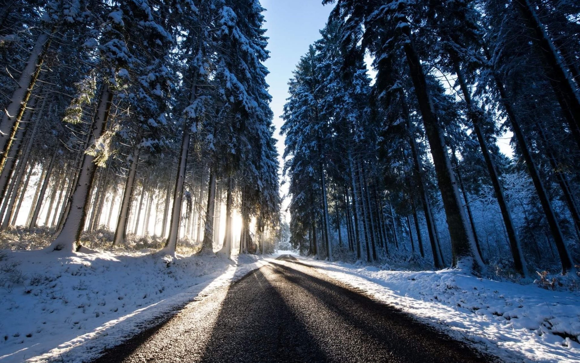 snow pine tree winter man made road Image