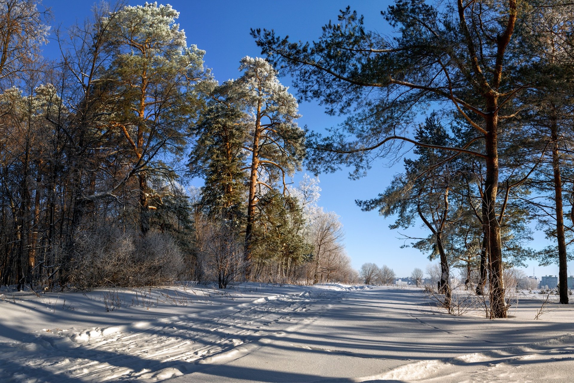 path pine tree nature landscape snow winter Image