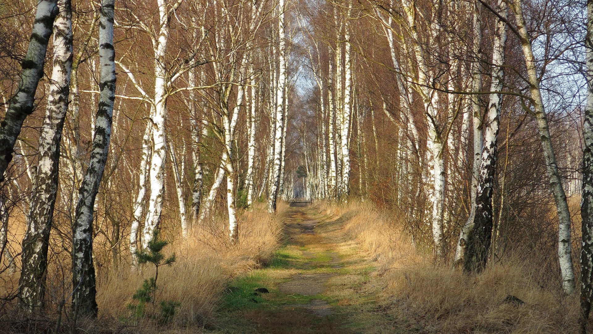 path nature birch Image