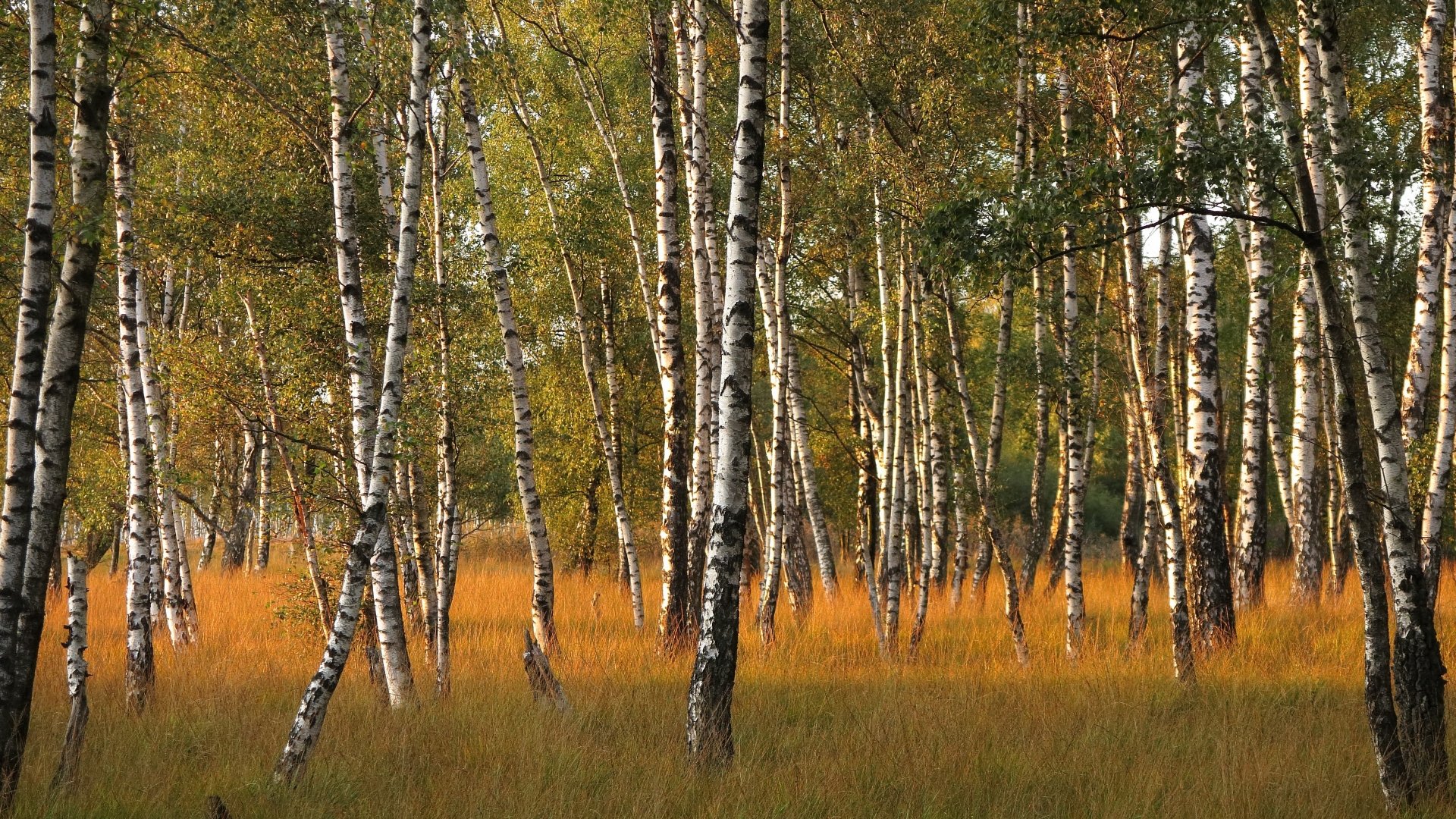 nature forest birch Image