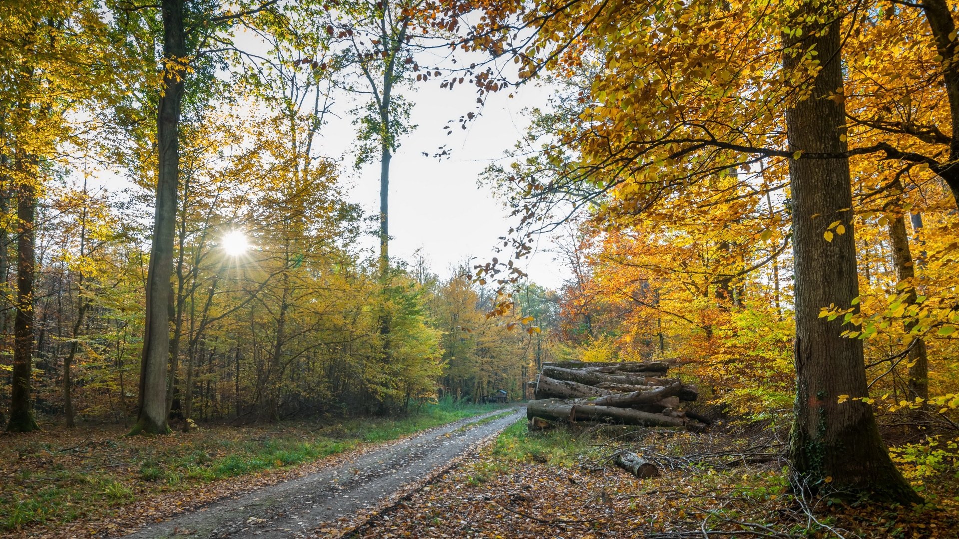 path sunbeam firewood road photography fall Image