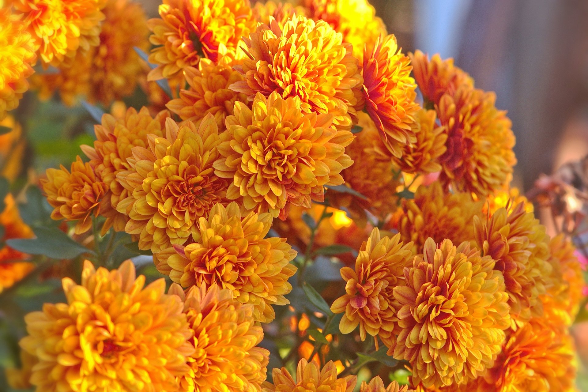 orange flower nature chrysanthemum Image