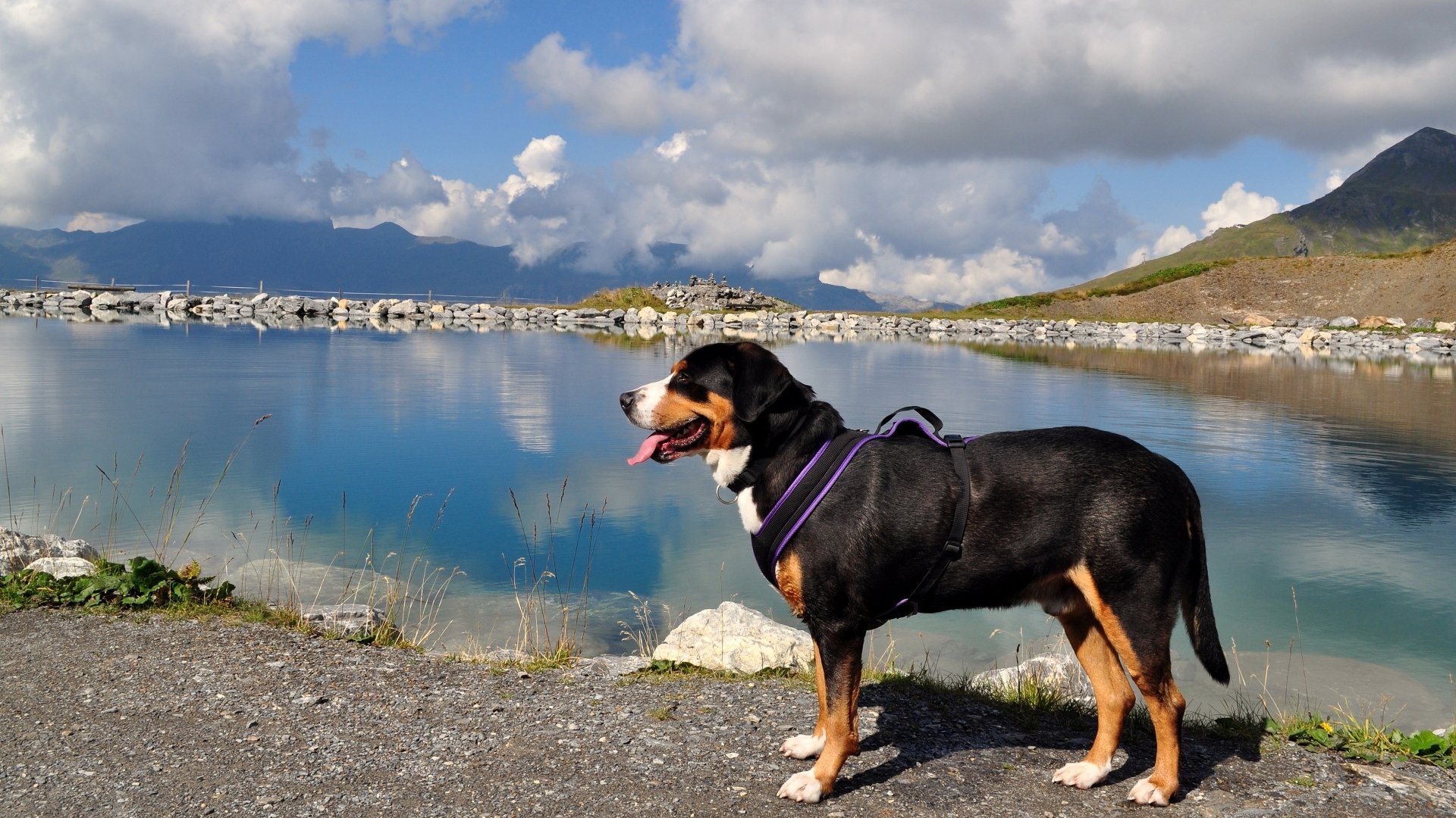 Animal bernese mountain dog Image
