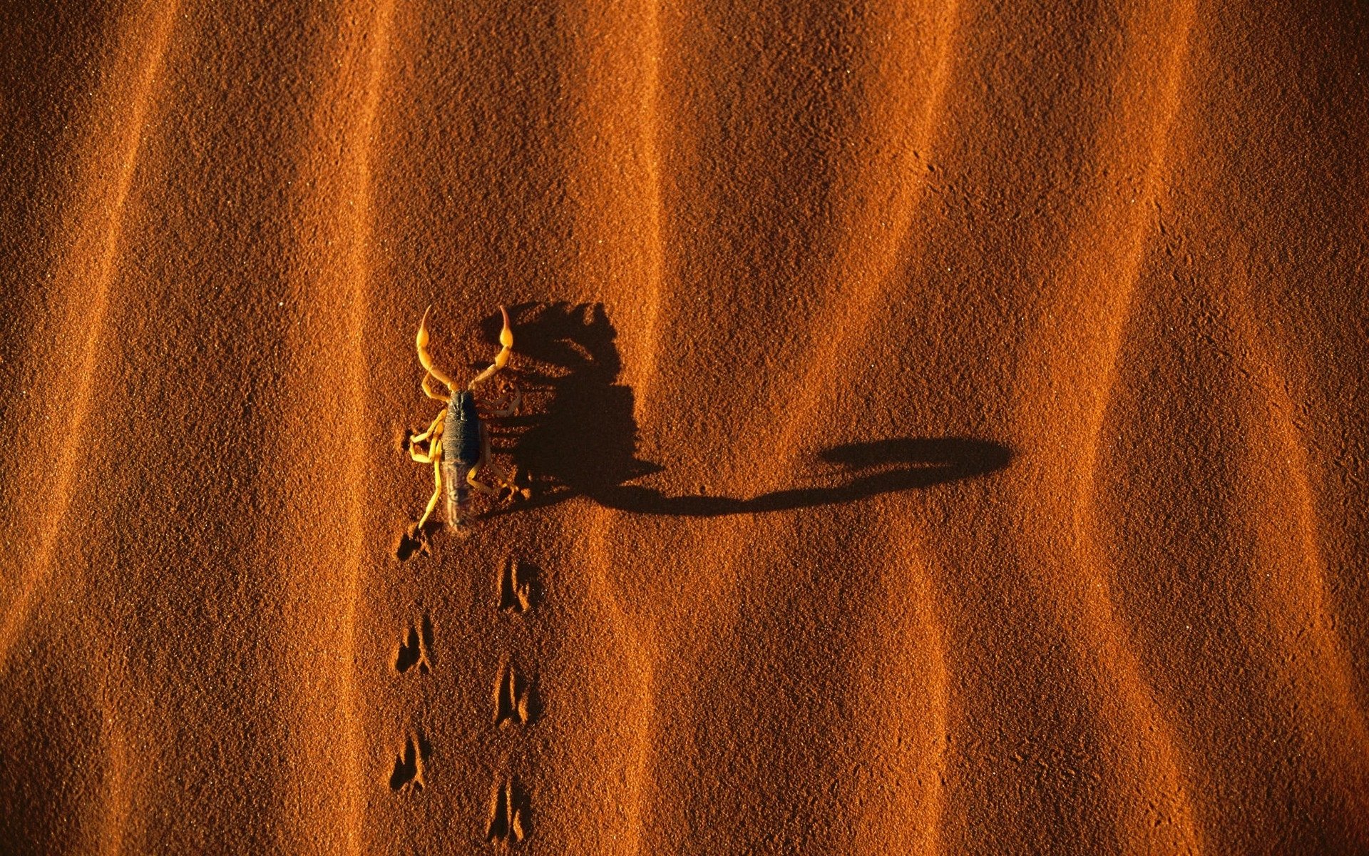 A scorpion casts a long shadow as it crawls across rippled desert sand, leaving a trail of footprints behind.