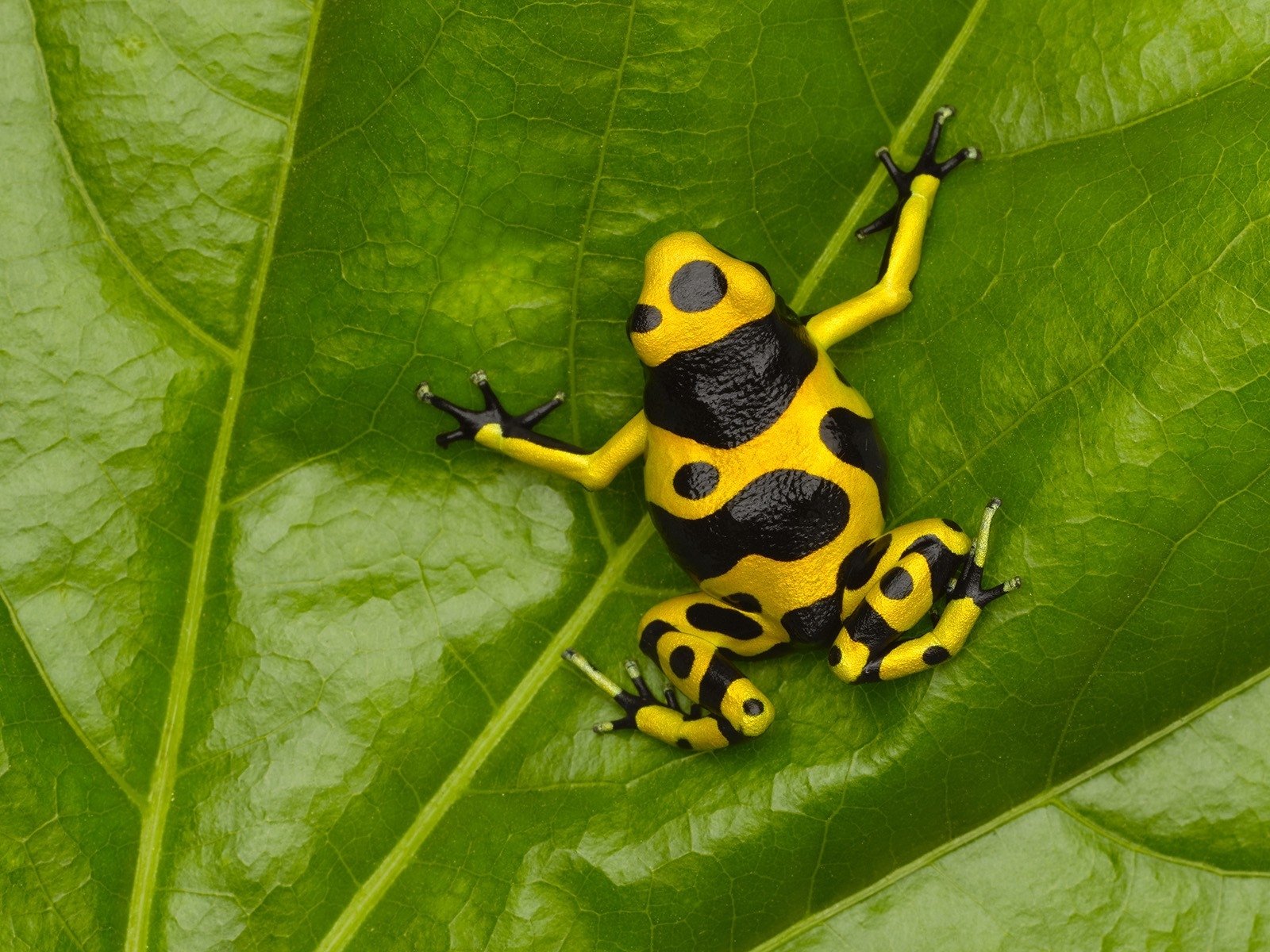 A vibrant yellow and black poison dart frog perched on a large green leaf.