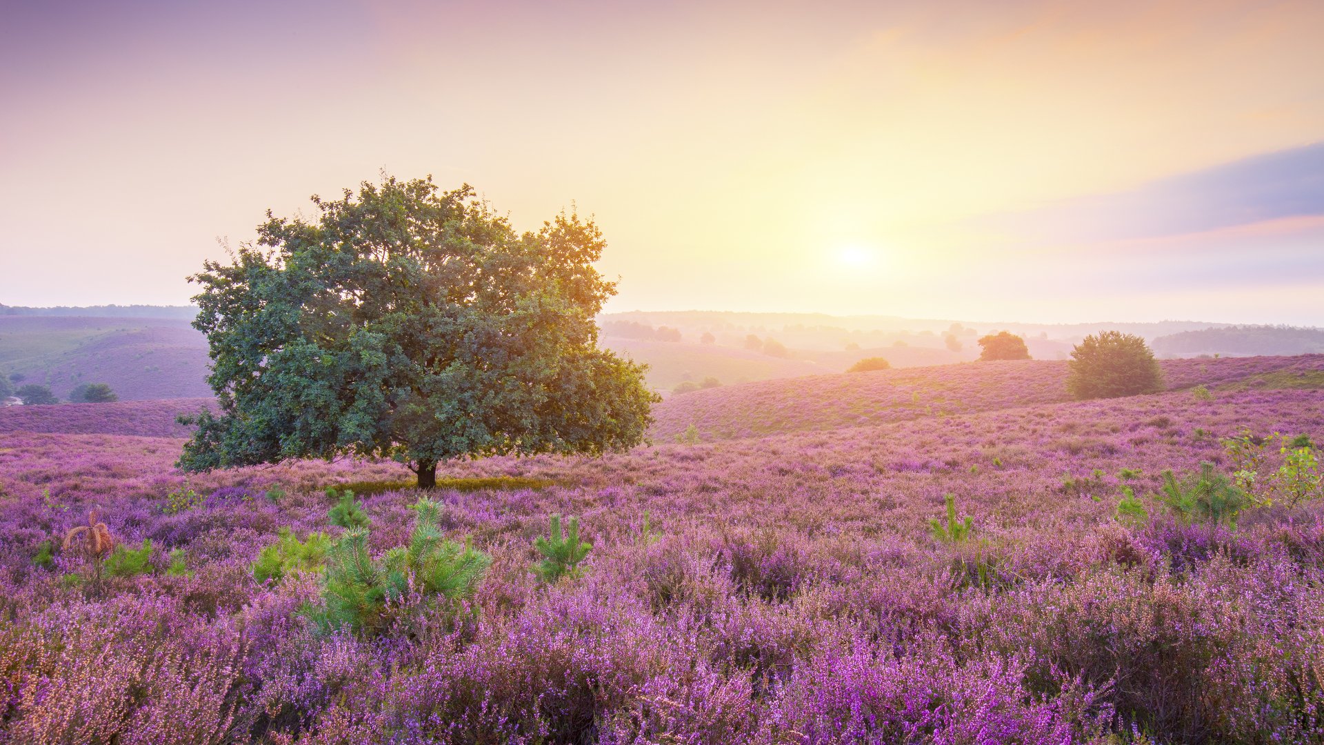purple tree flower field nature sunrise Image