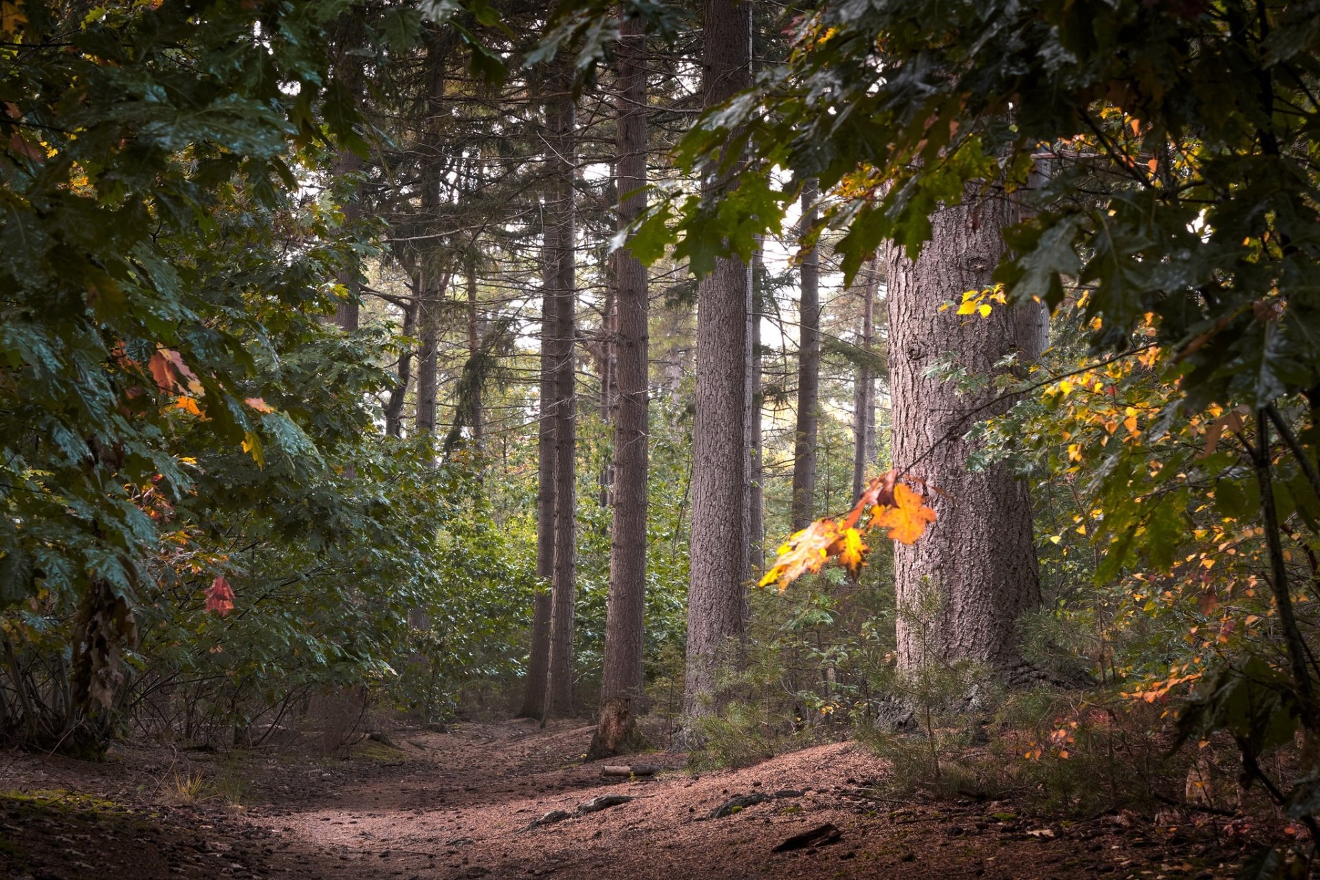 nature fall forest fall forest Image