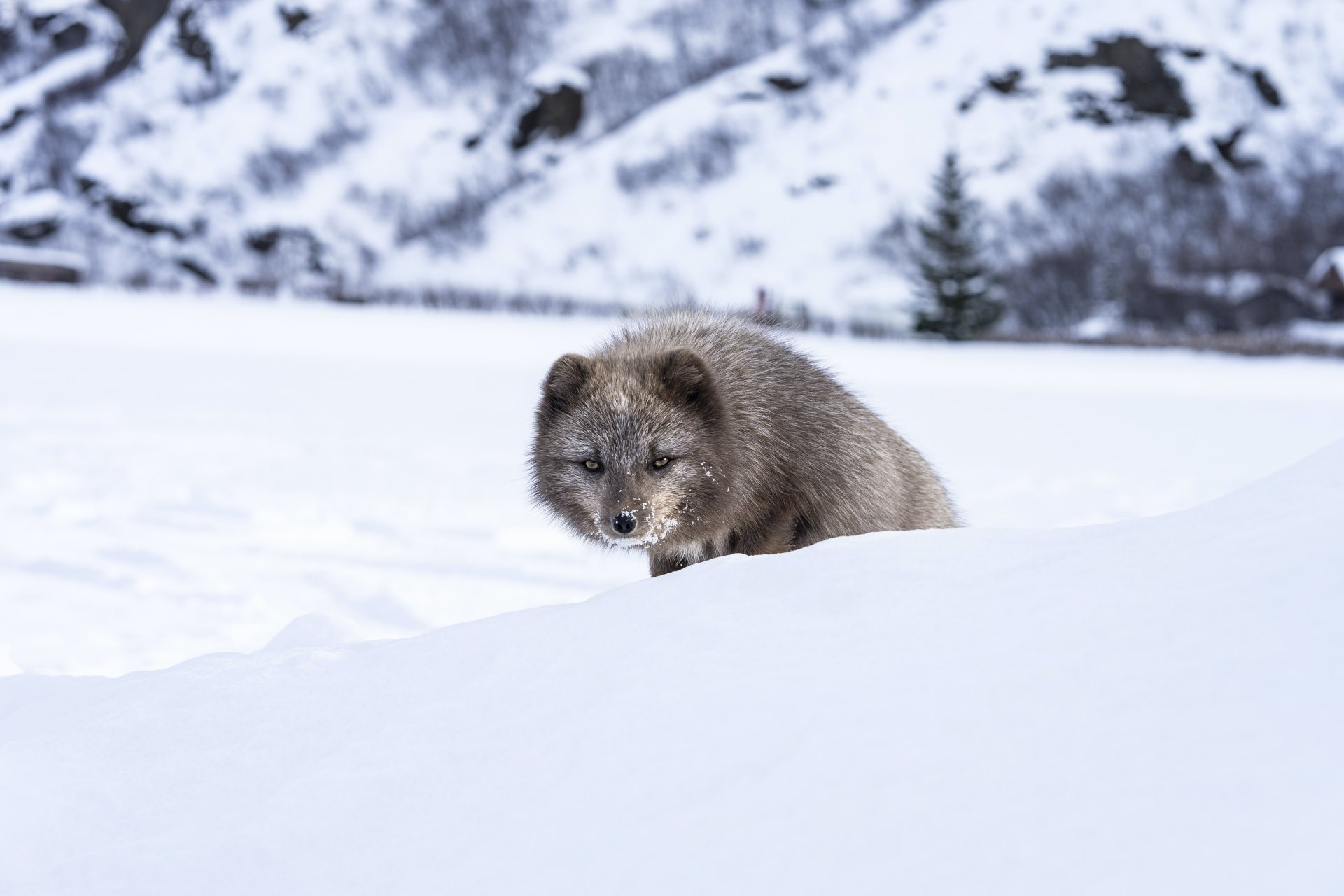 snow winter Animal arctic fox winter animals Image
