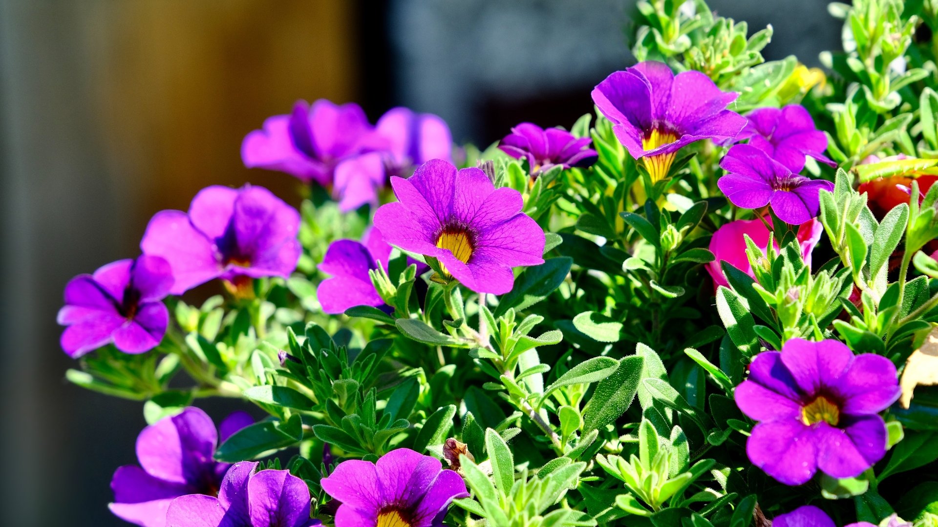 flower nature petunia Image