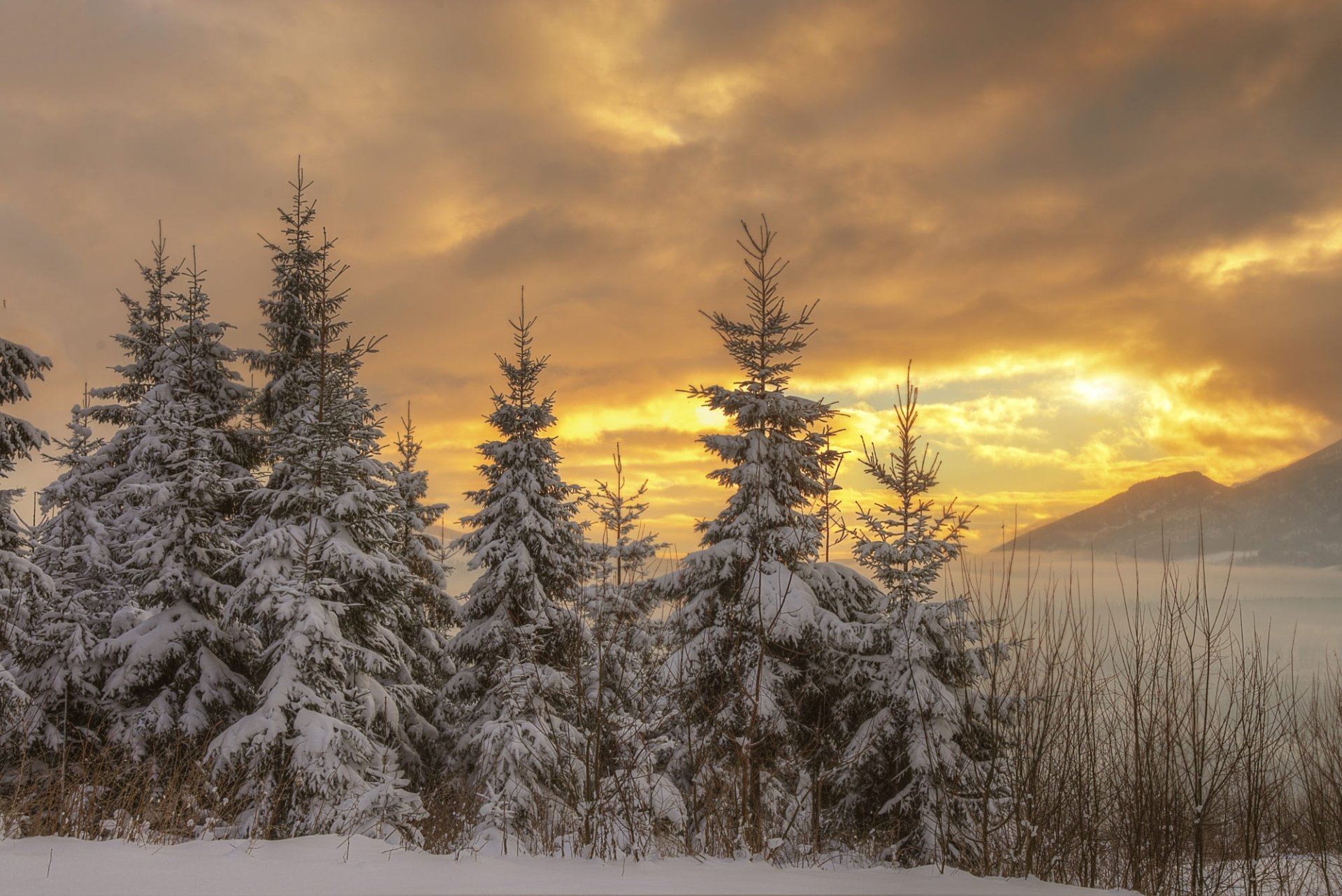 fir tree sunset cloud sky nature winter winter sunset Image