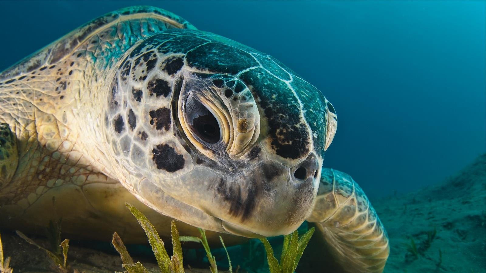 Animal sea turtle Image