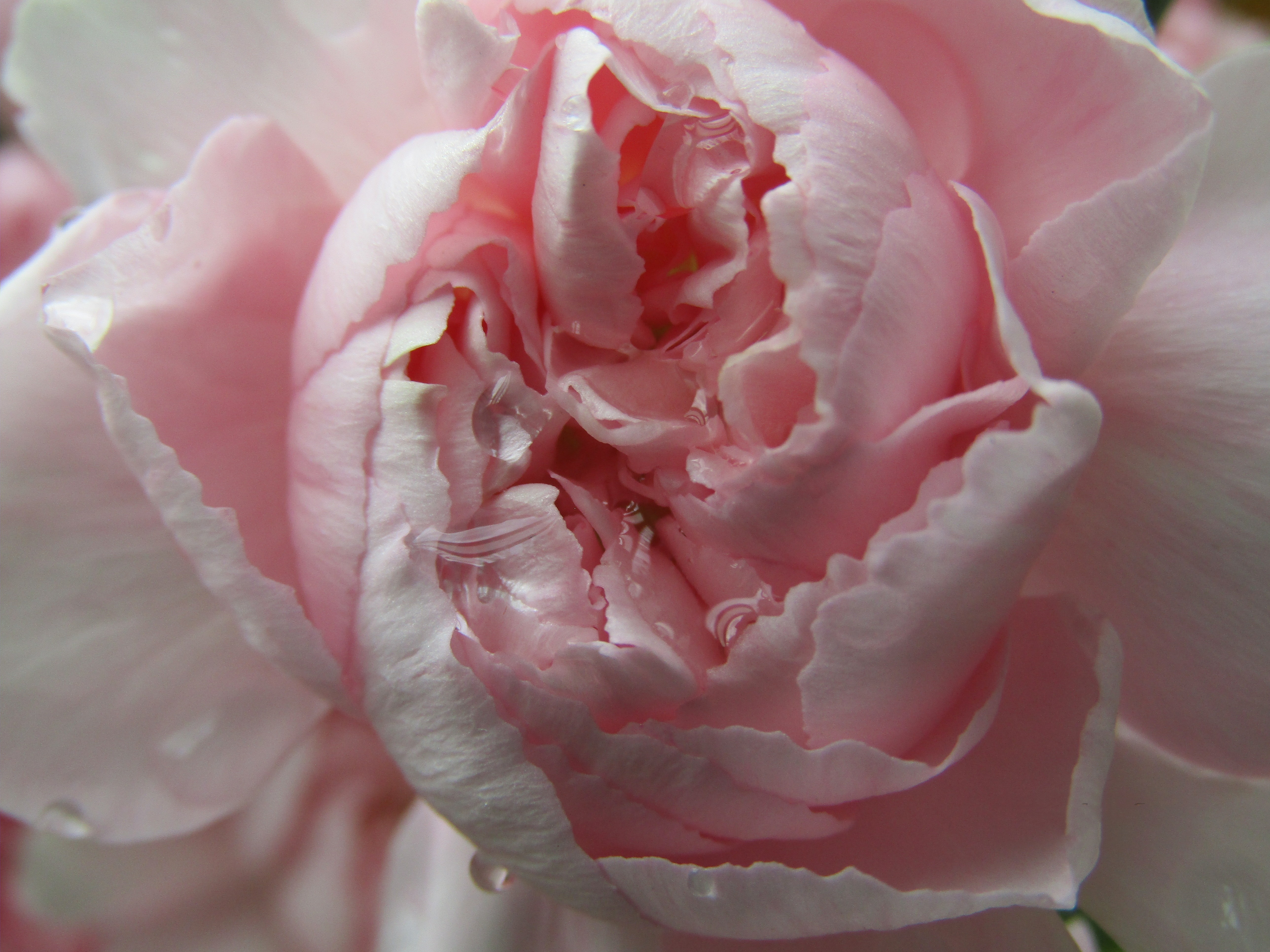Opening Pink chrysanthemum by Demasc1