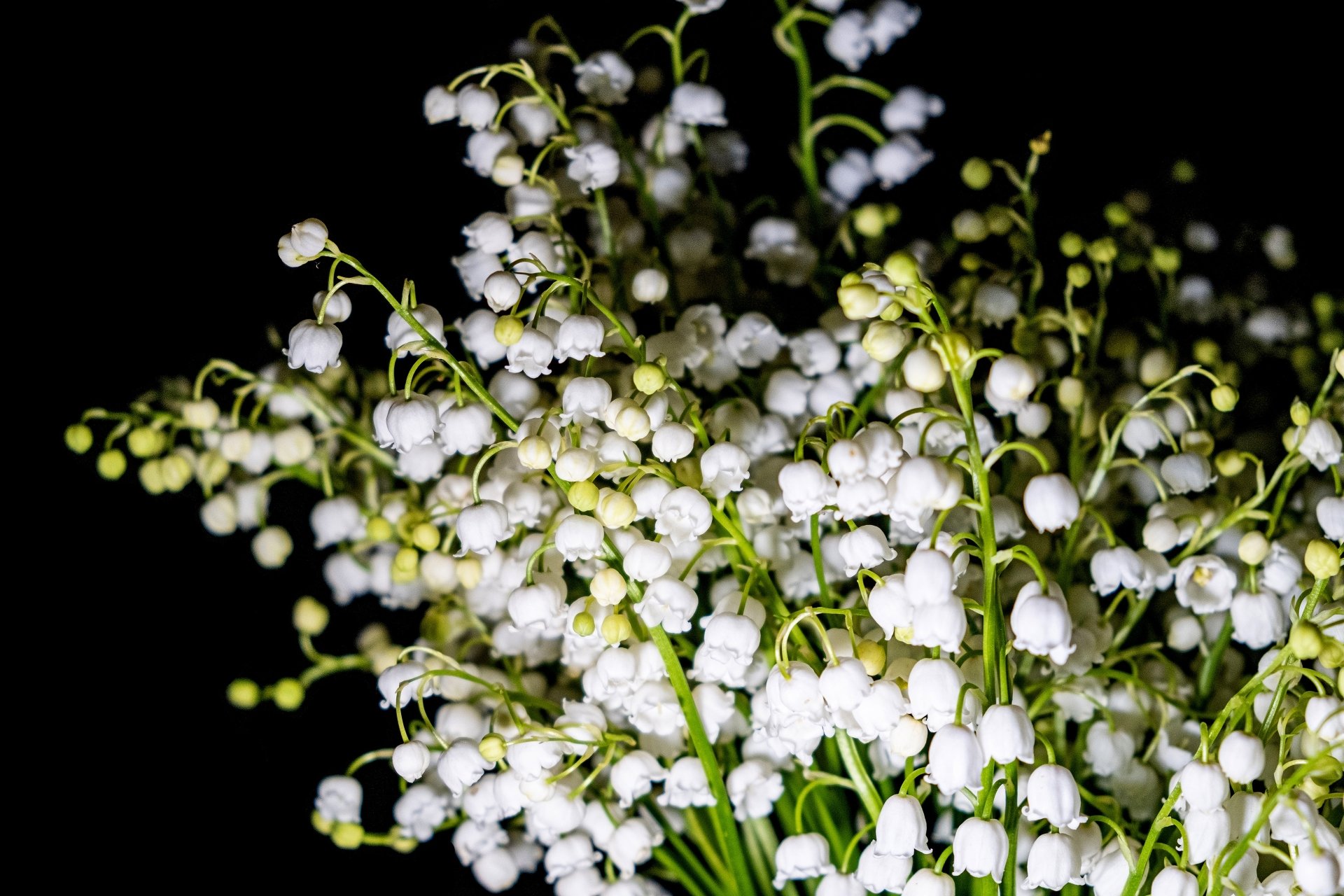 white flower flower nature lily of the valley Image