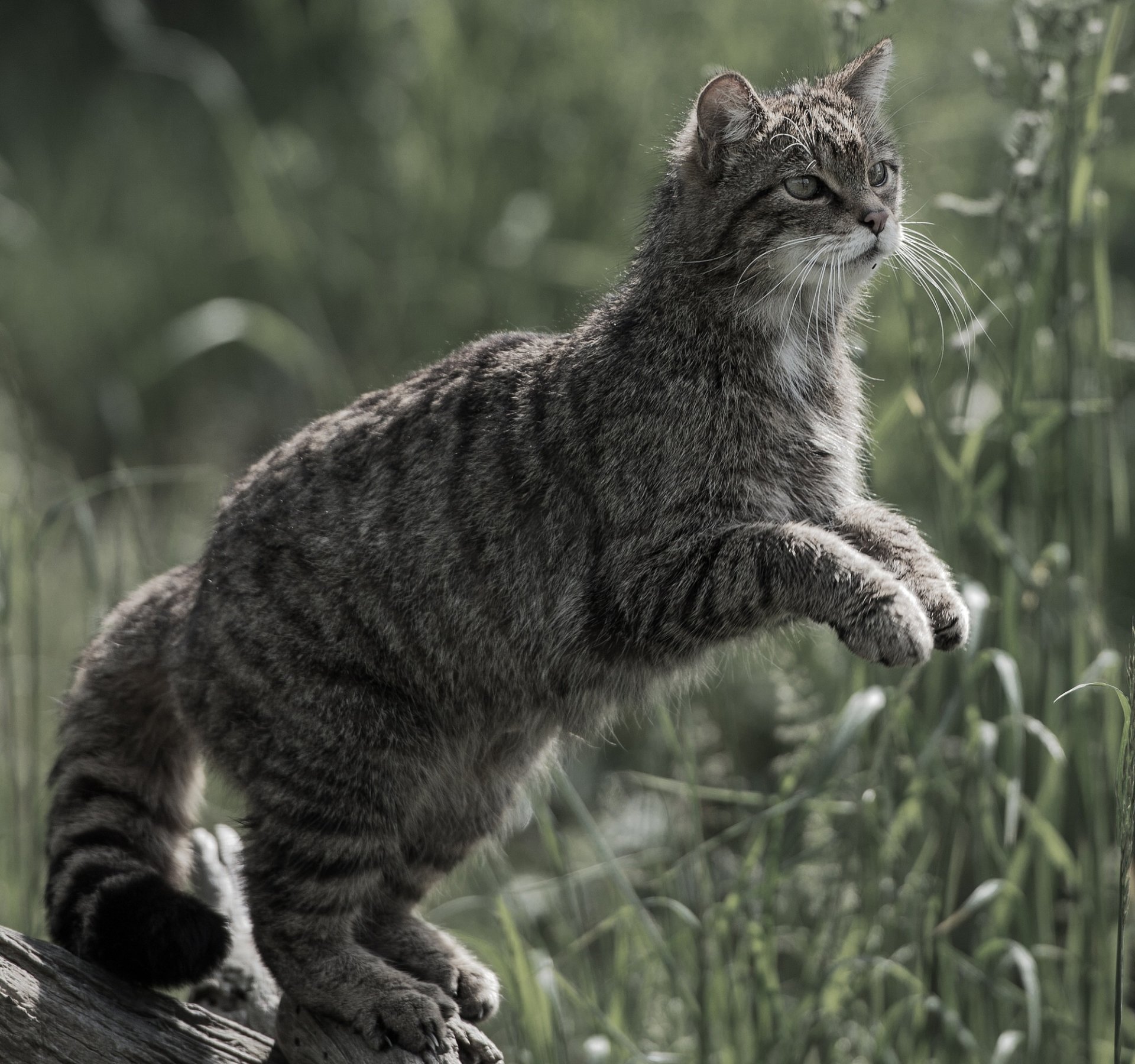 wildcat Animal cat Image