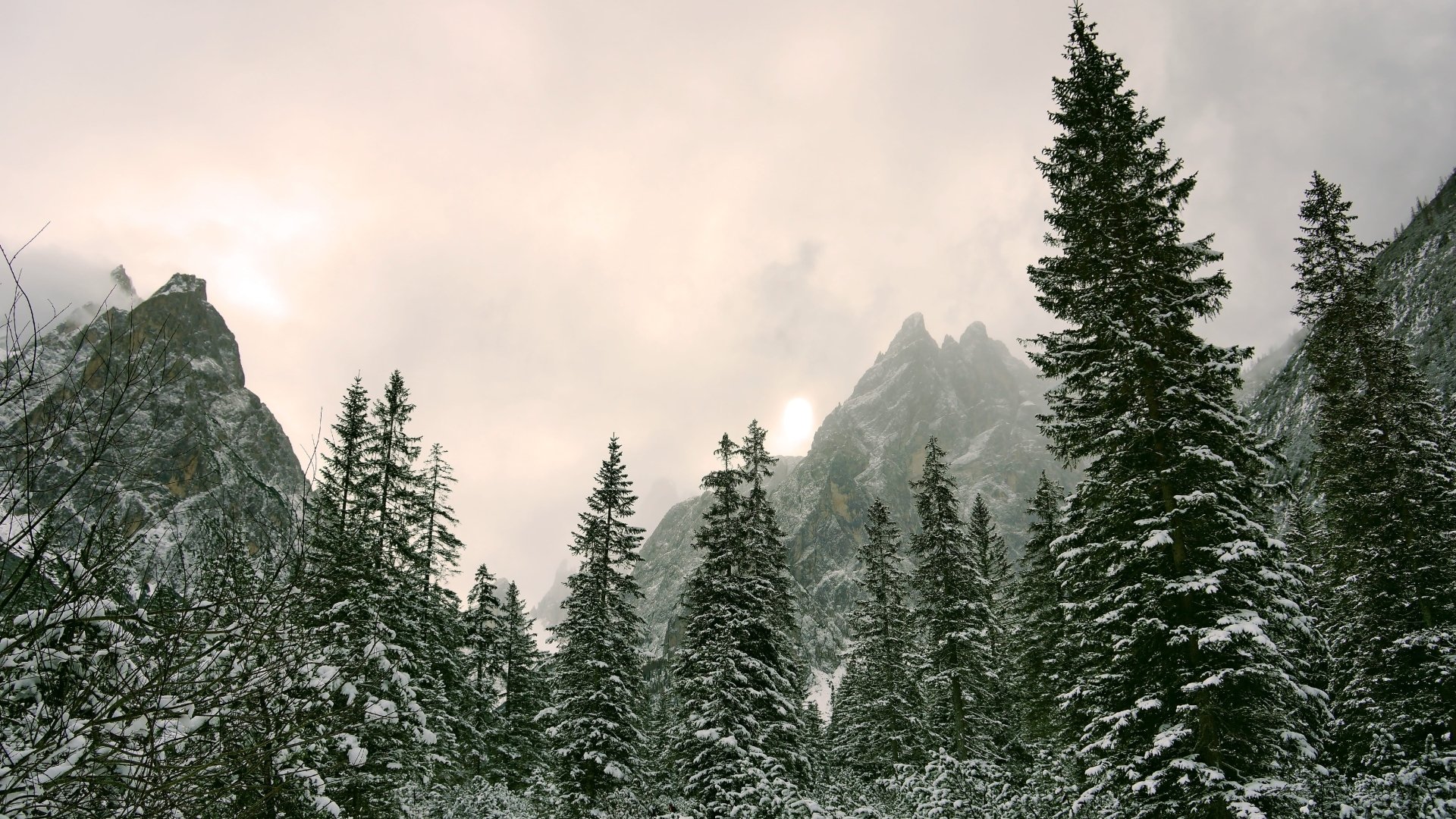 fir tree nature sky winter mountain Image