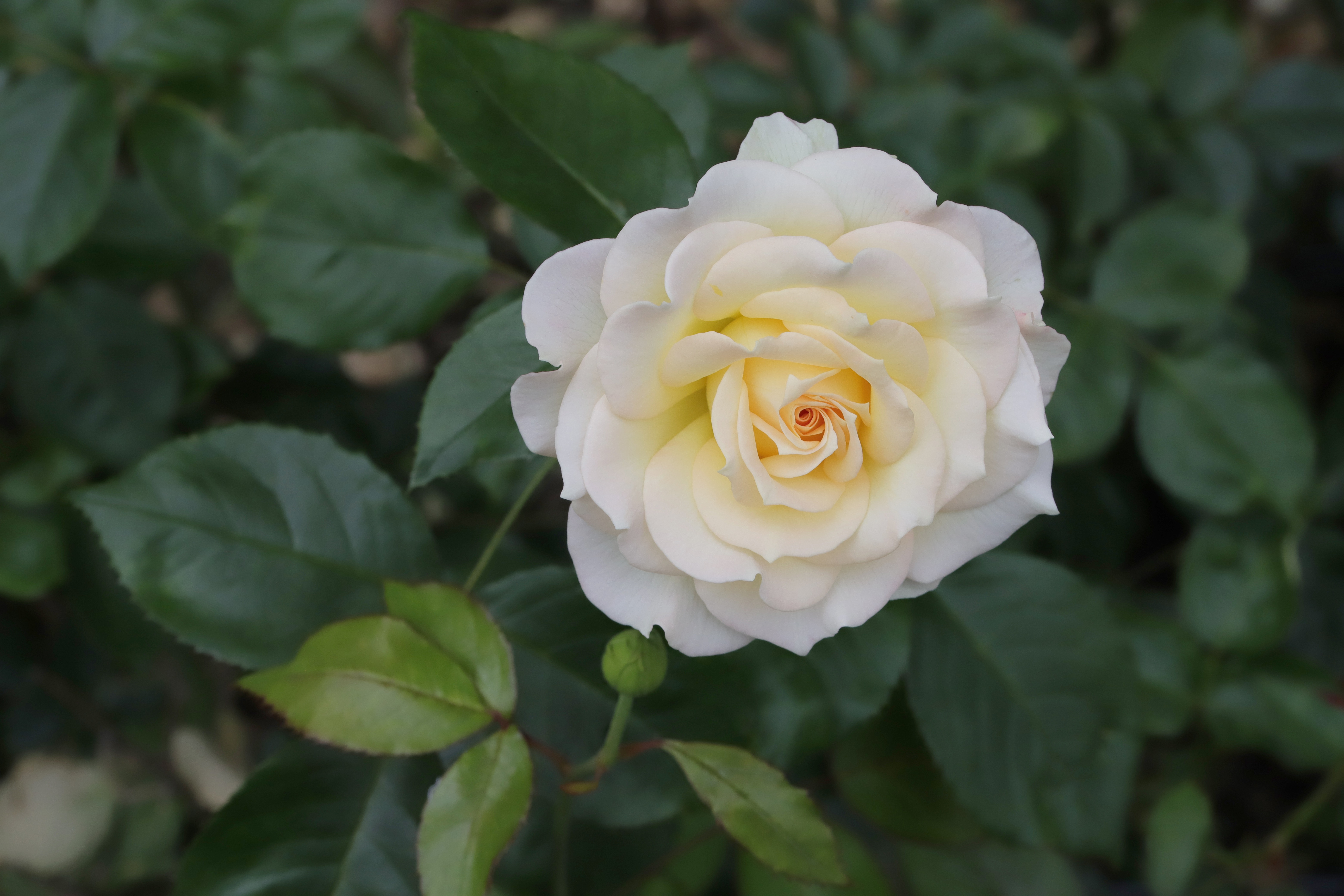 Picesr Roses Rose Picture - Image Abyss
