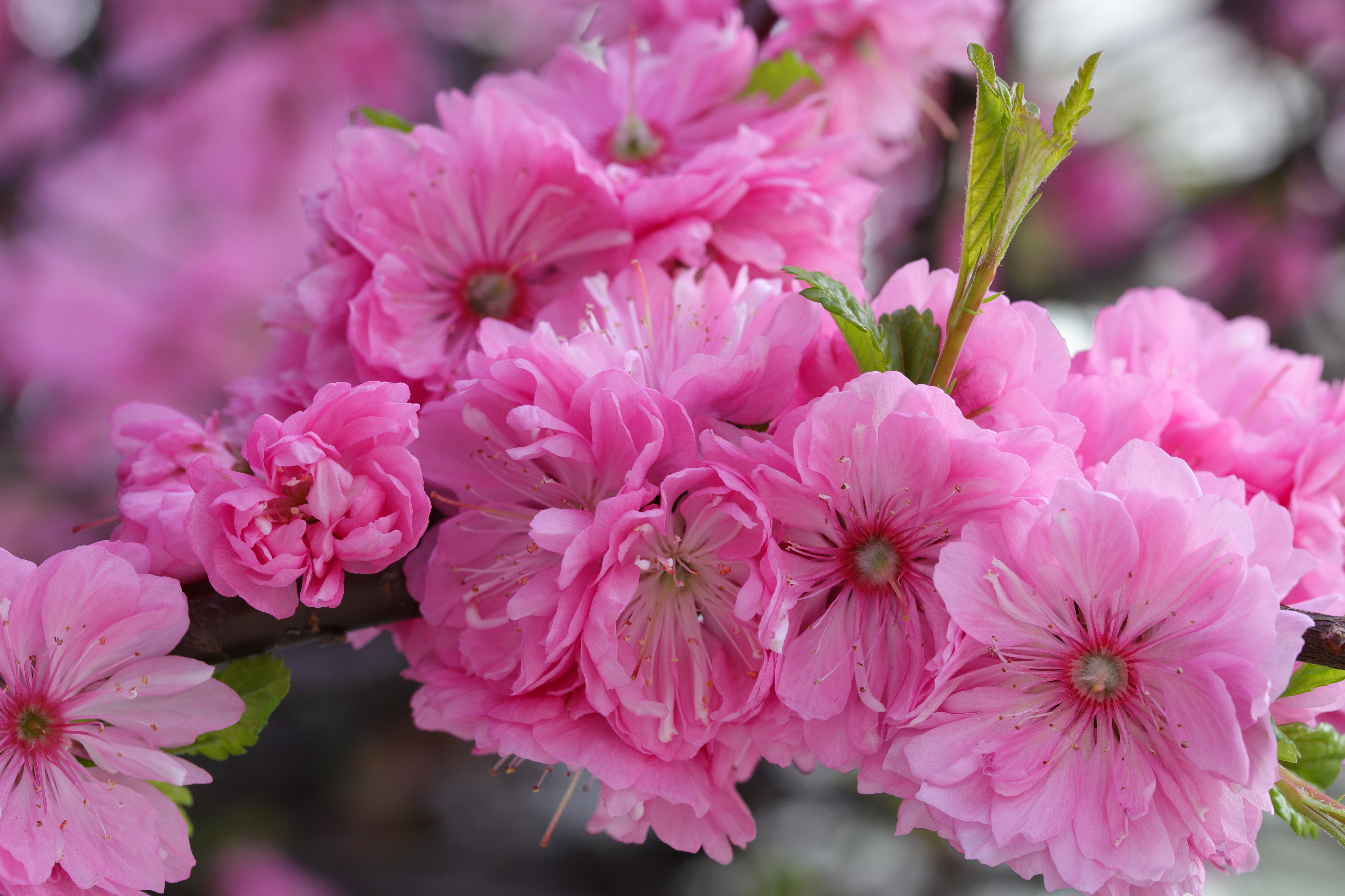 Цветет розовыми цветочками. Вишня железистая Розеа плена. Сакура Розеа. Розовые цветы. Цветы вишни.