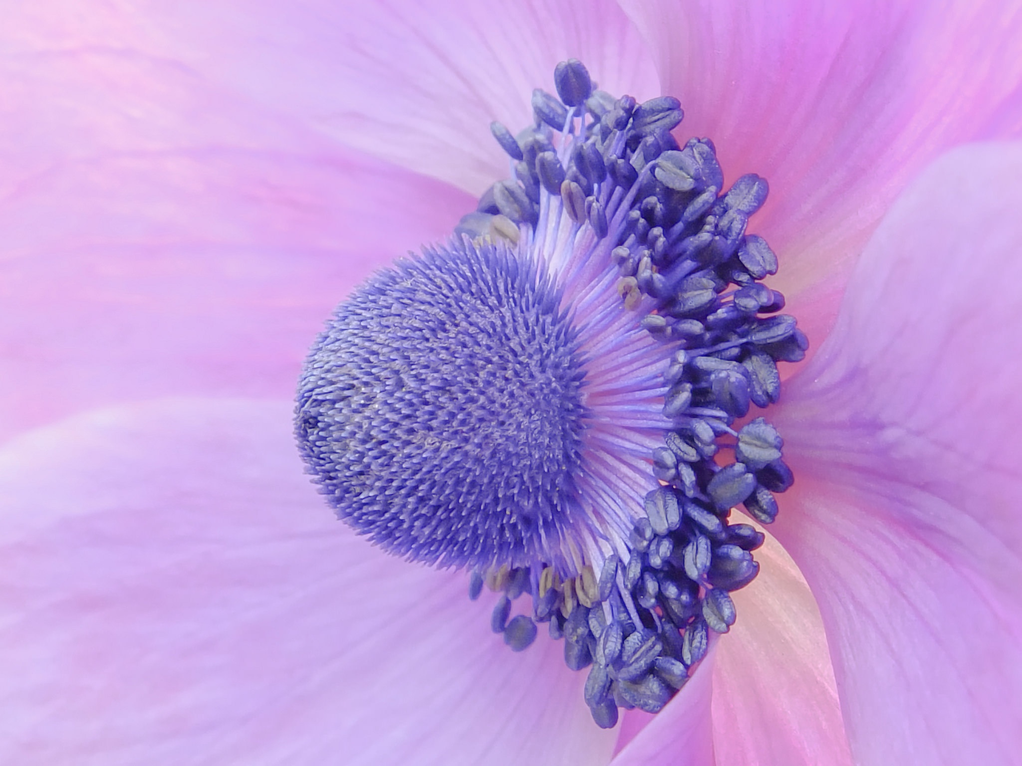 Anemone Picture - Image Abyss