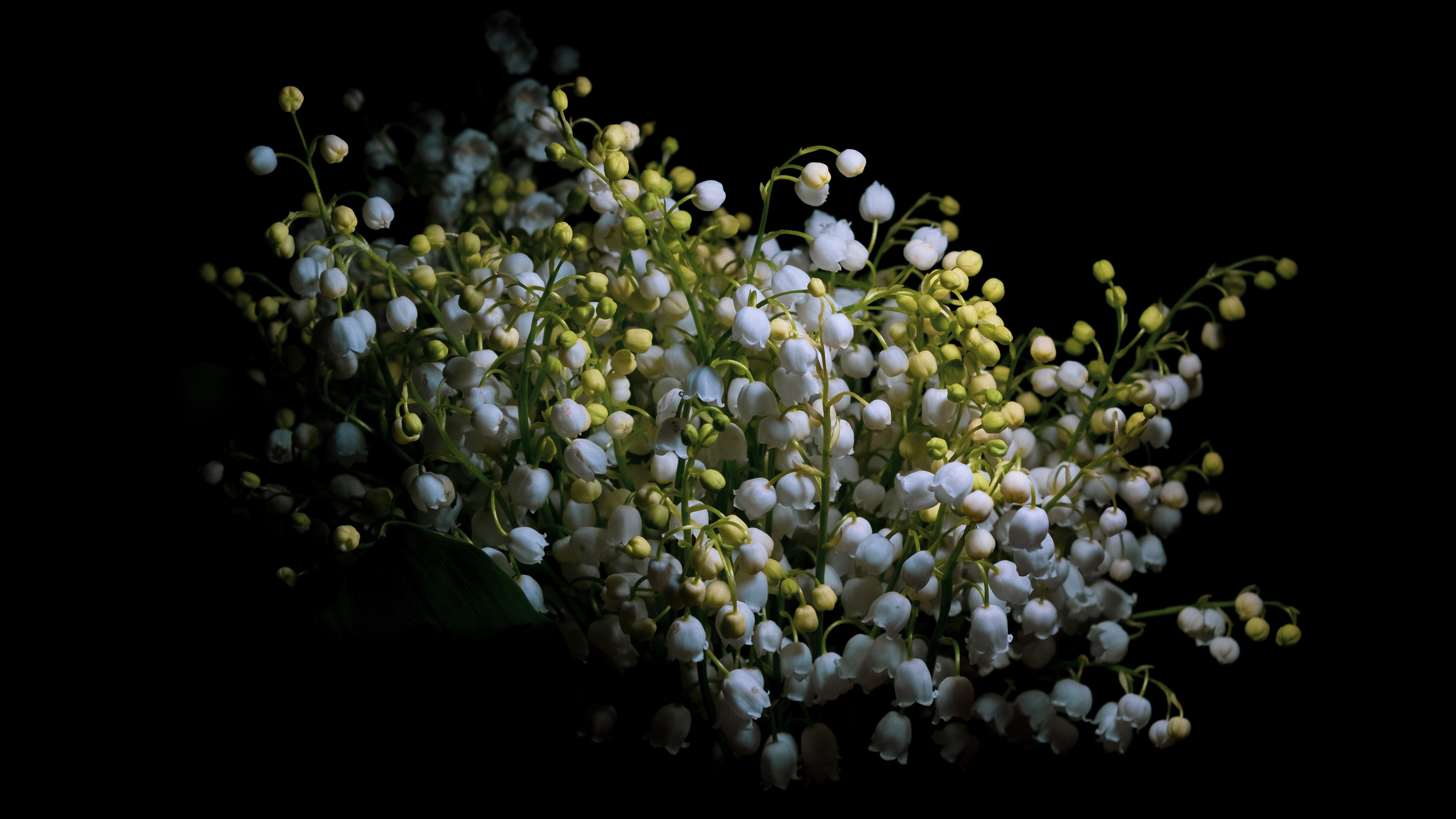 Lily Of The Valley Picture