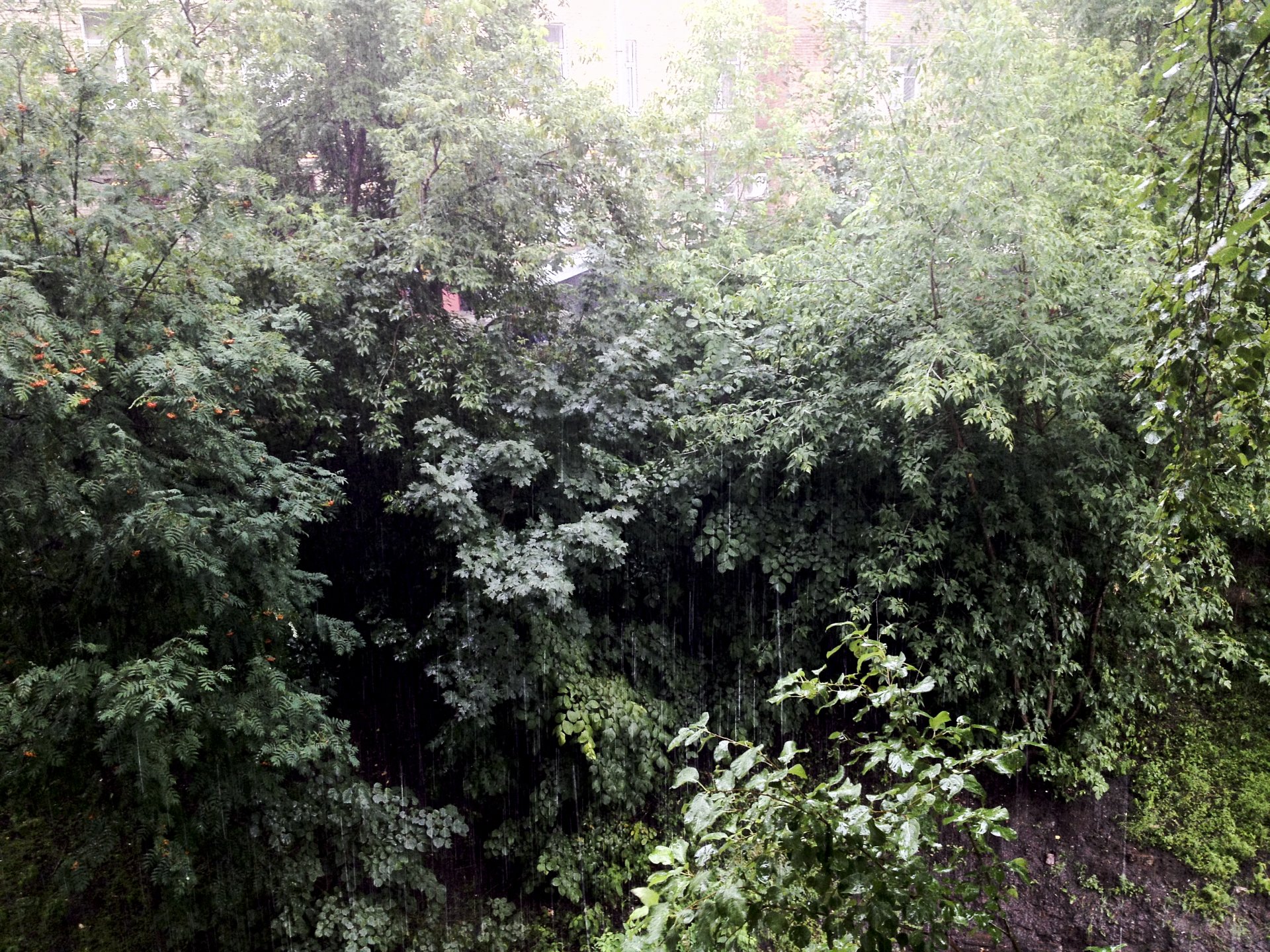 A lush green forest scene showcases dense foliage, with rain cascading down, enhancing the vibrant colors of the woodlands and creating a serene, atmospheric moment.