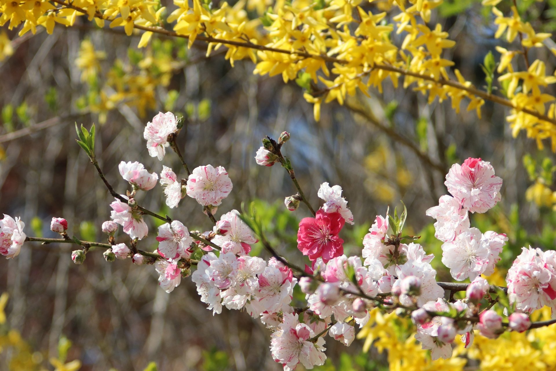 Forsythia sakura spring branch nature blossom Image